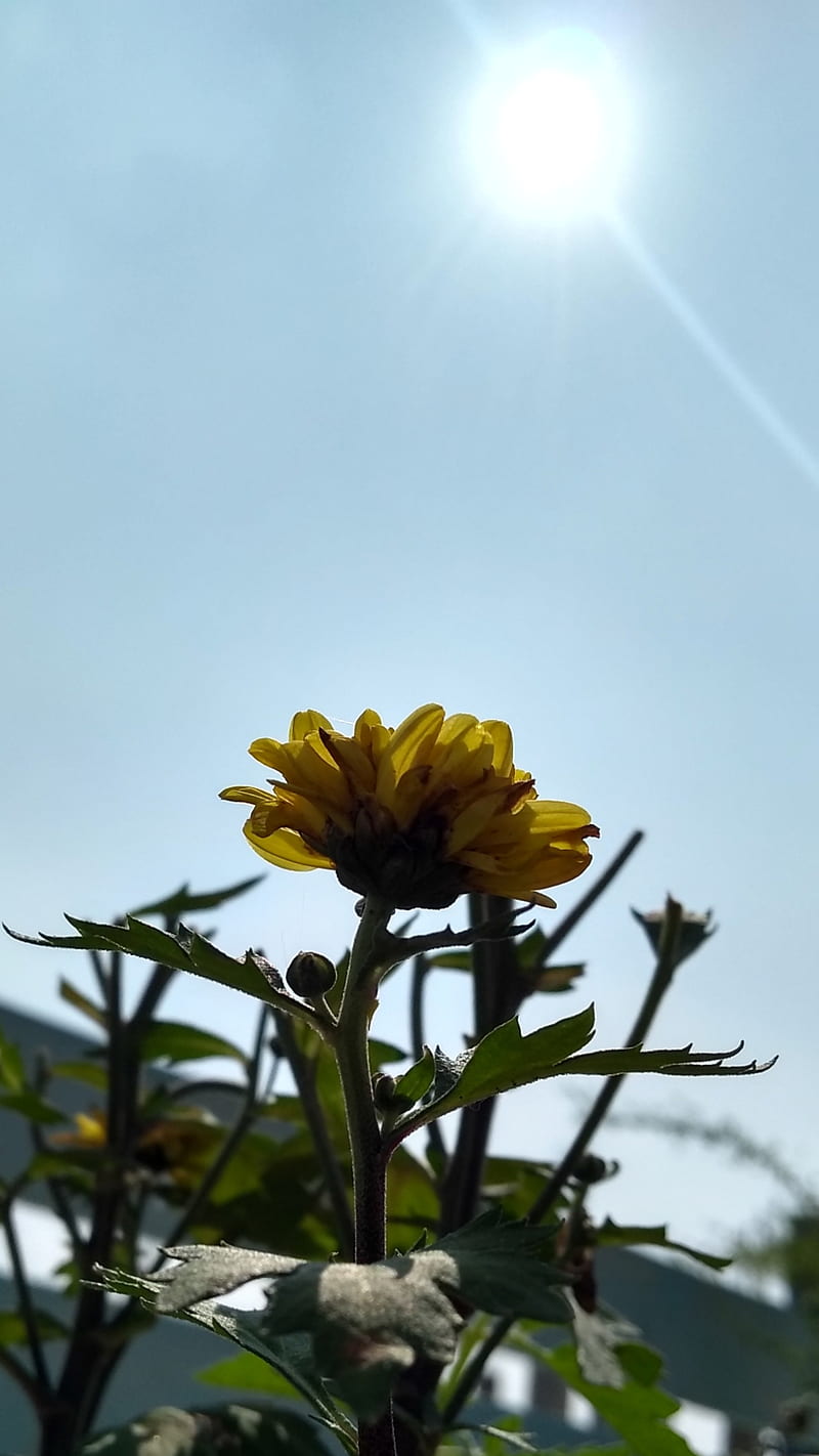 A yellow flower in front of the sun - Sunshine