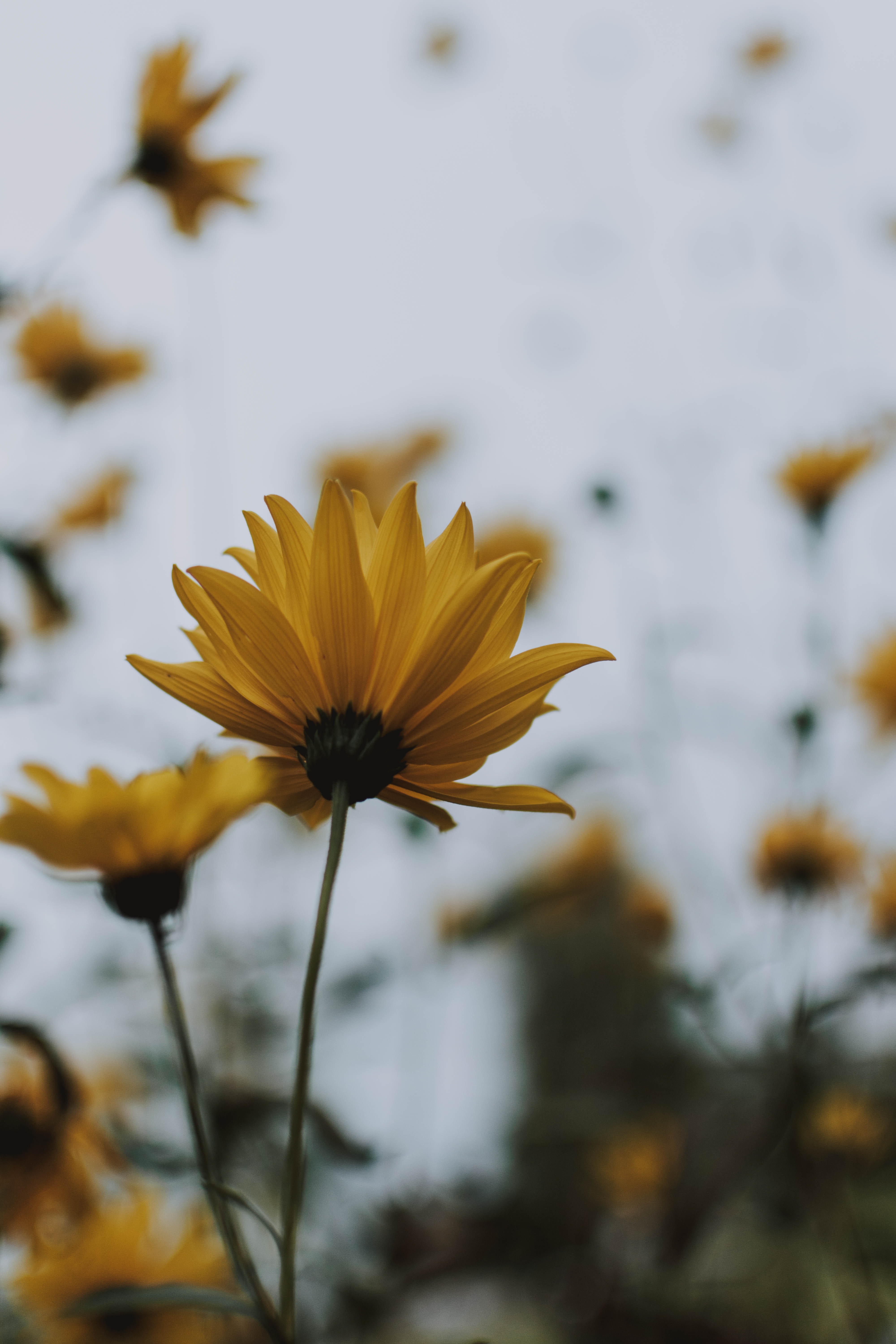 A yellow flower with a blurred background - Sunshine