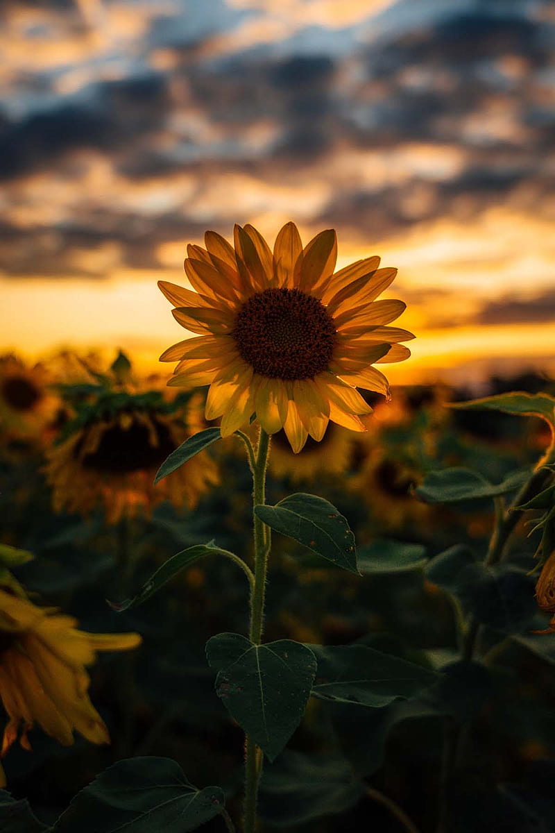 A sunflower in the middle of some other flowers - Sunshine