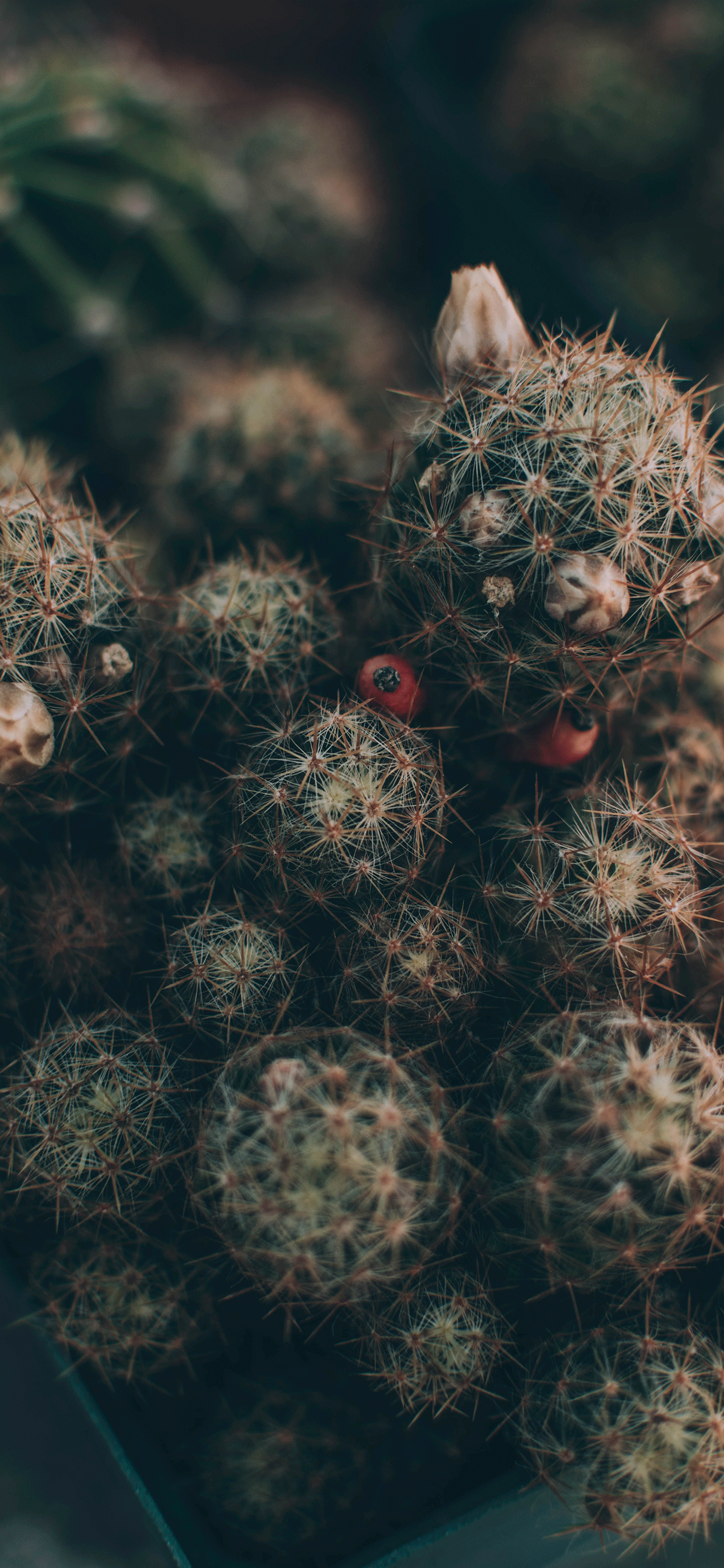 A cactus plant with many small plants - Cactus