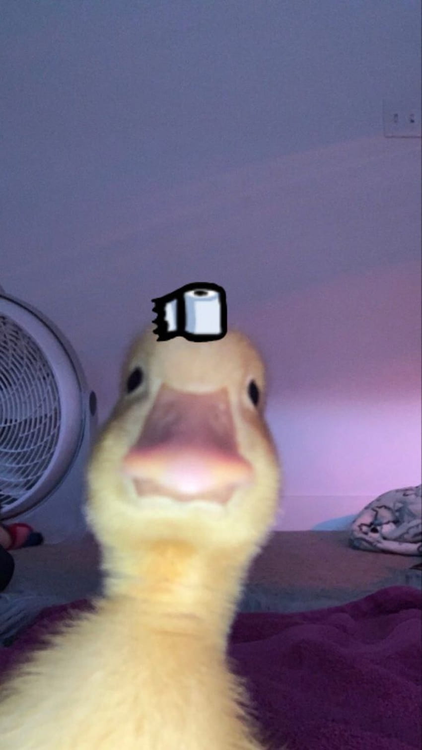 A duck with something on its head - Duck