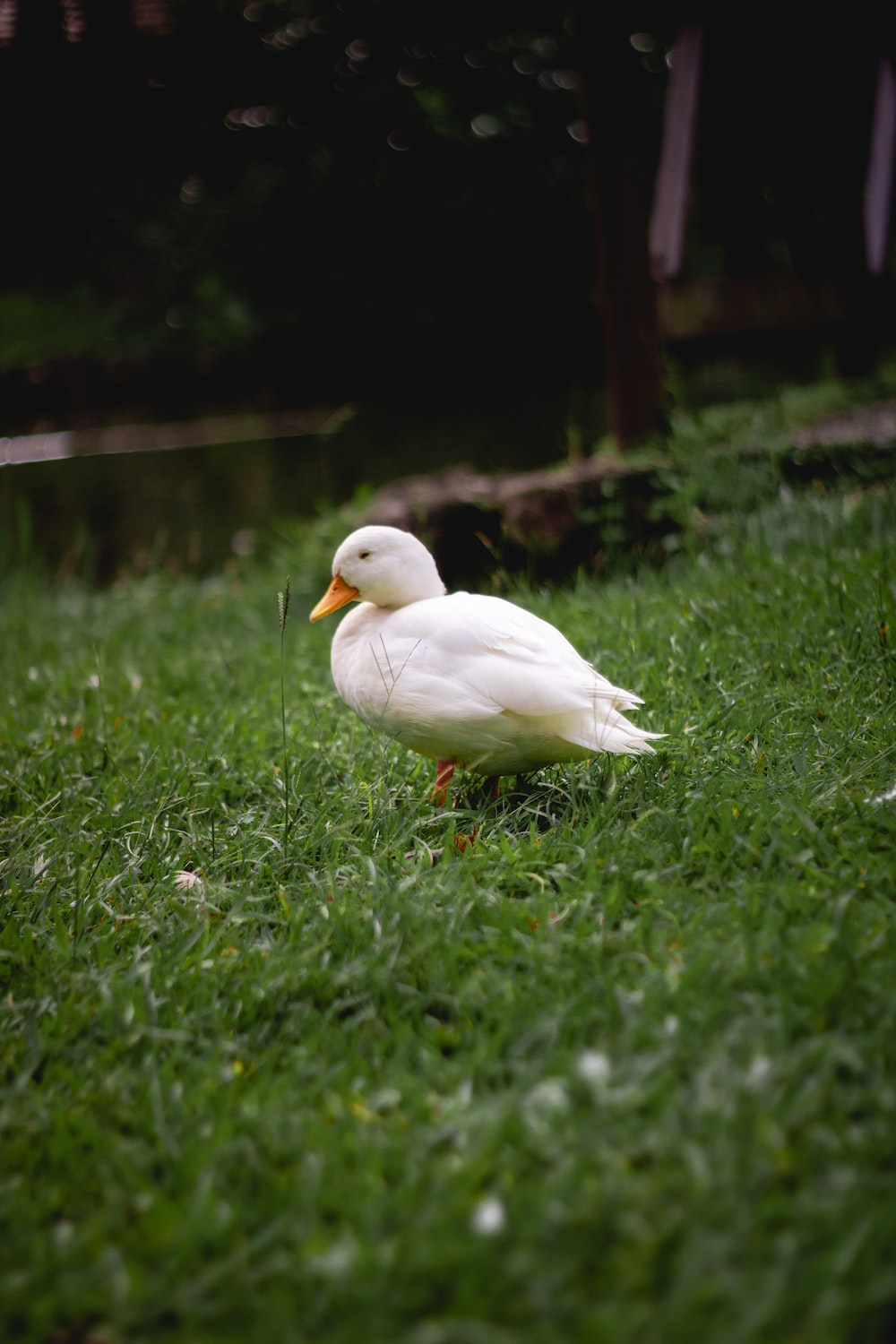 white duck on green grasses photo