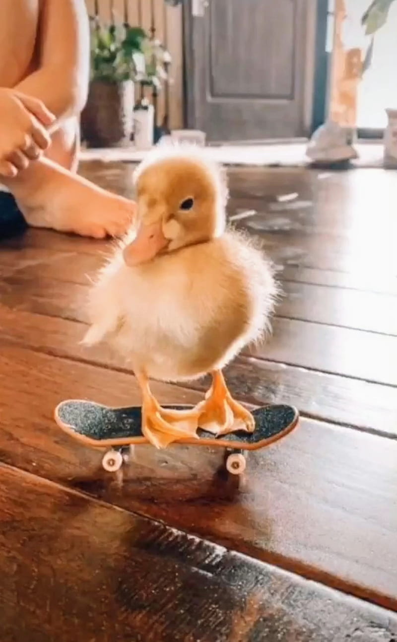 A duck on a skateboard - Duck