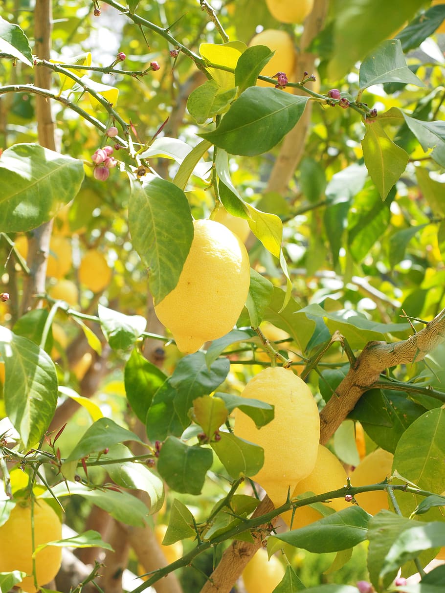 A tree with lemons on it in the sun - Lemon