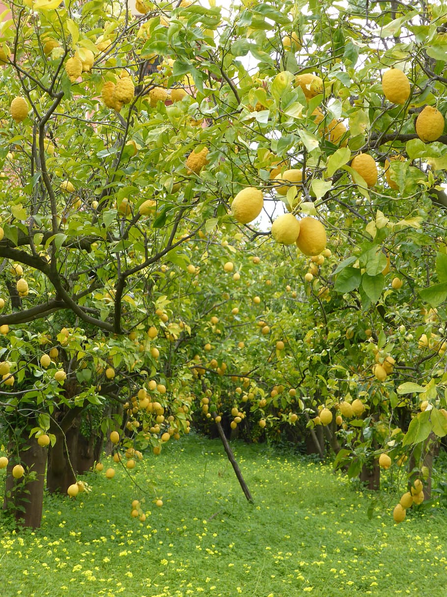 A tree with many lemons on it - Lemon