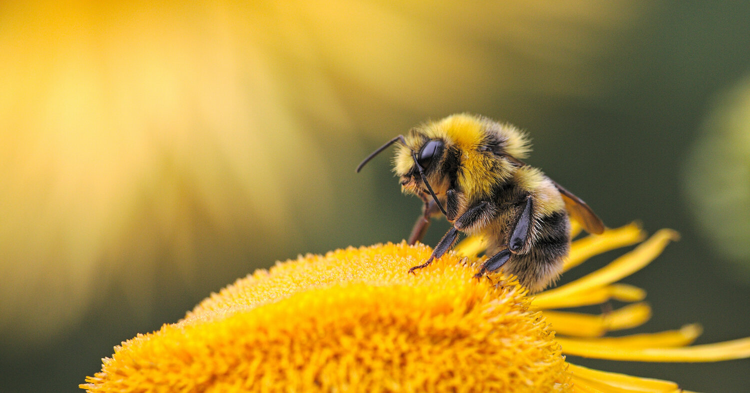 A fuzzy bee sits on a yellow flower. - Bee