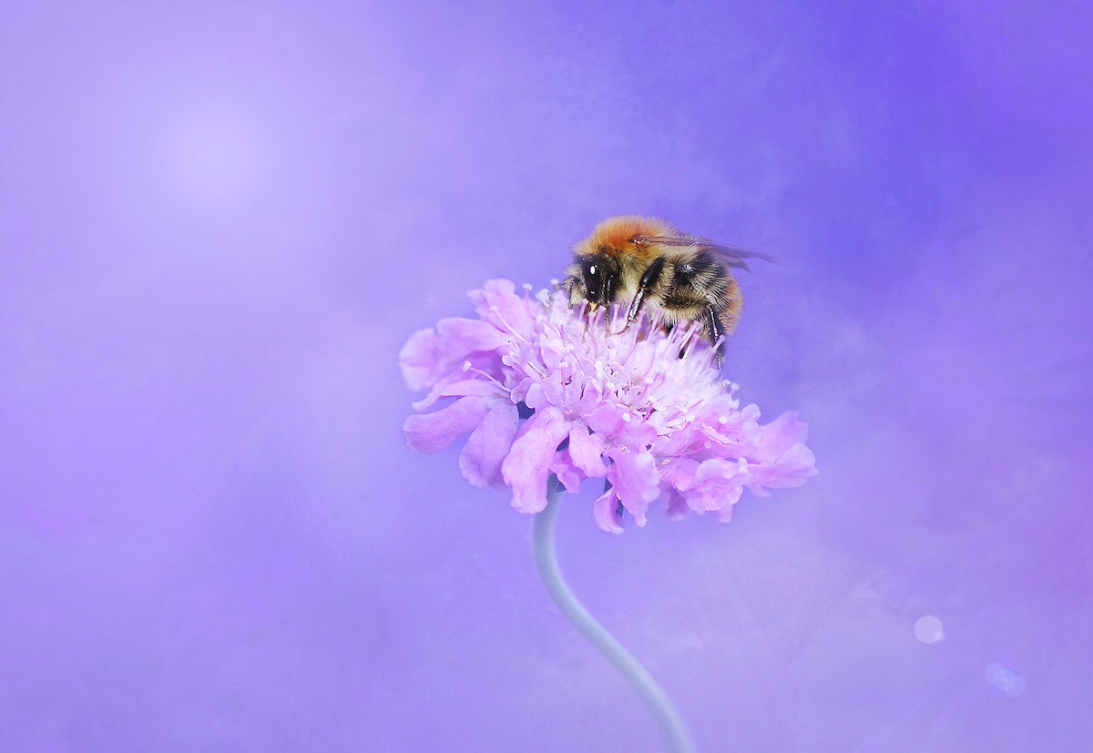 A bee on top of purple flowers - Bee