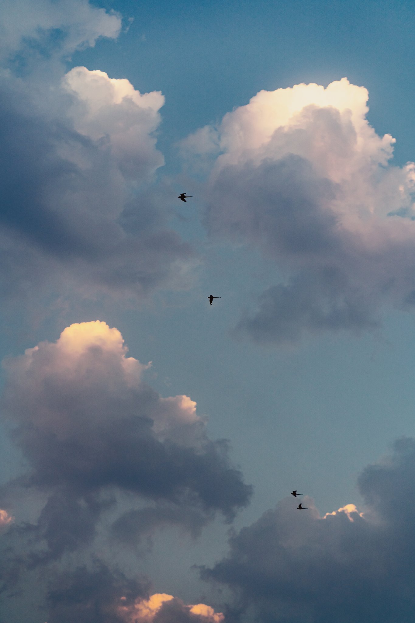 A group of birds flying in the sky - Vintage clouds