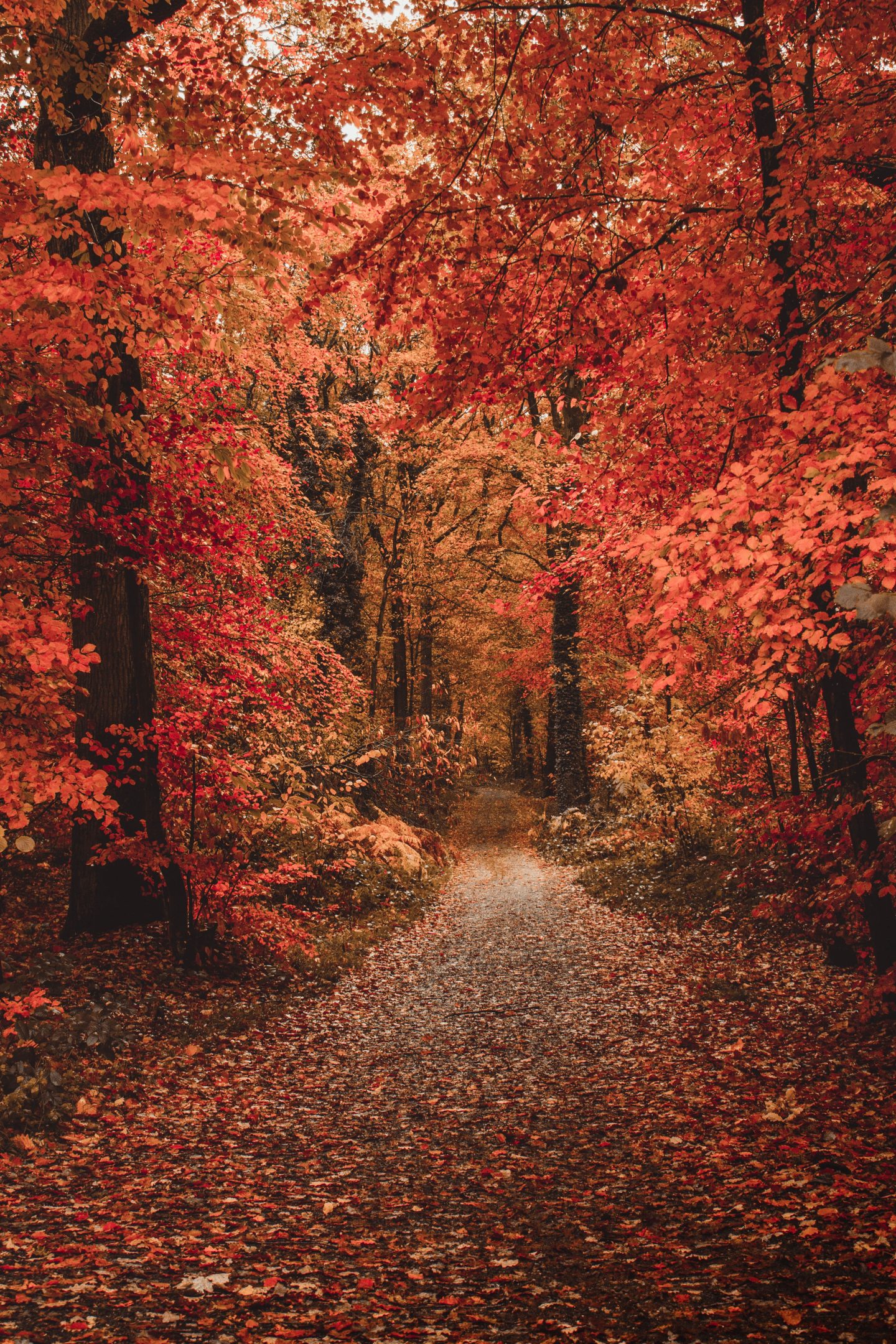 A pathway in the woods surrounded by trees with red leaves. - Fall iPhone