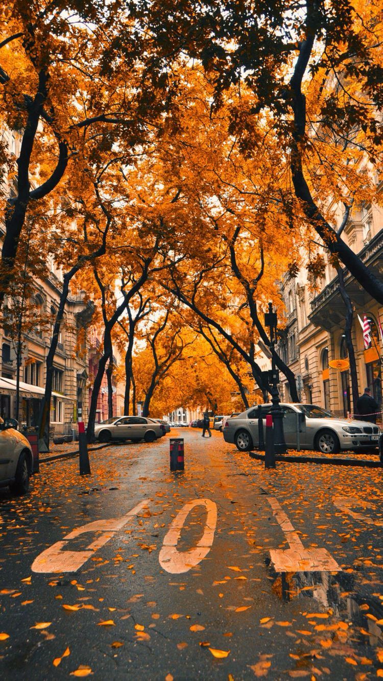 A street with trees and cars on it - Fall iPhone