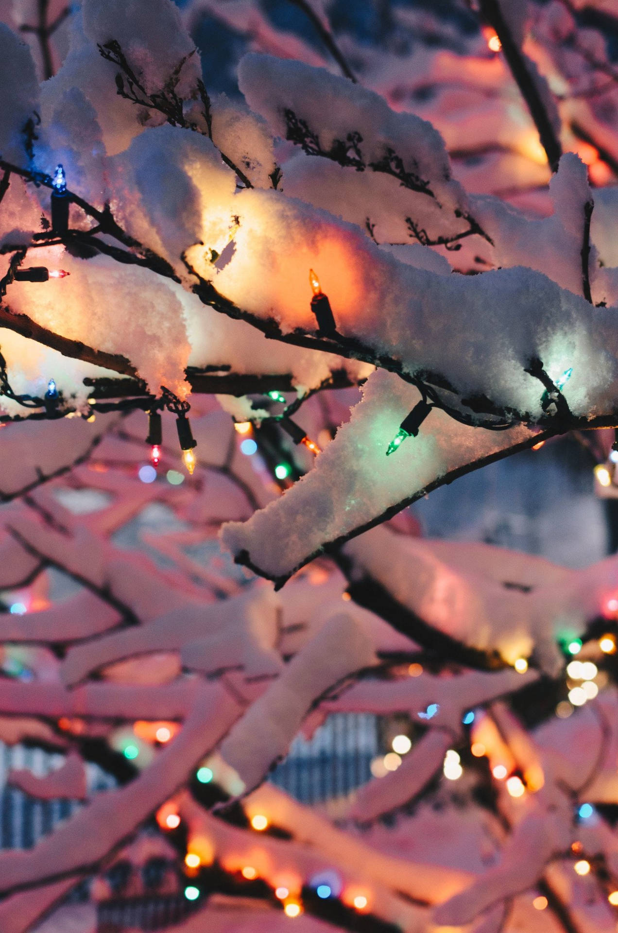 Snow covered branches with Christmas lights in the background. - Christmas lights