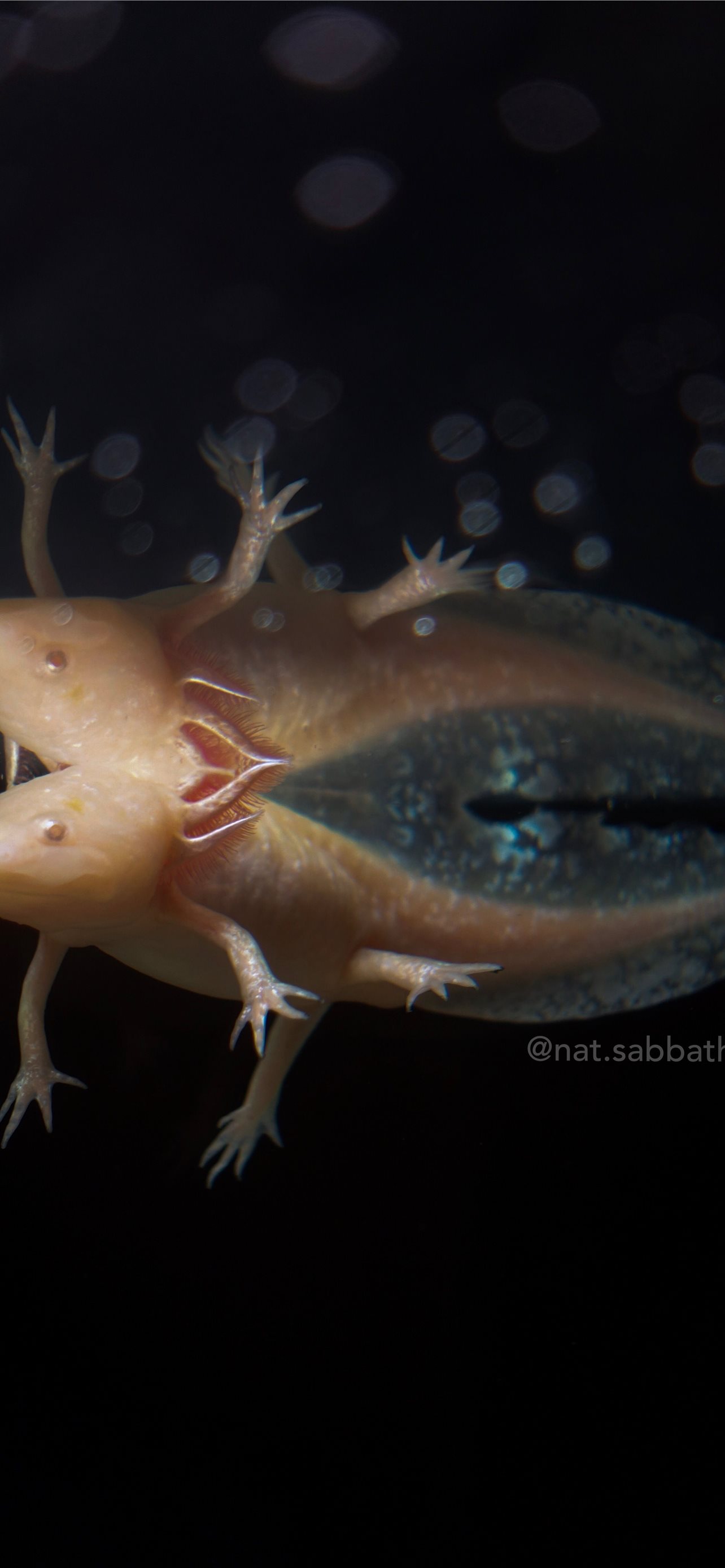 A fish with its mouth open and eyes closed - Axolotl