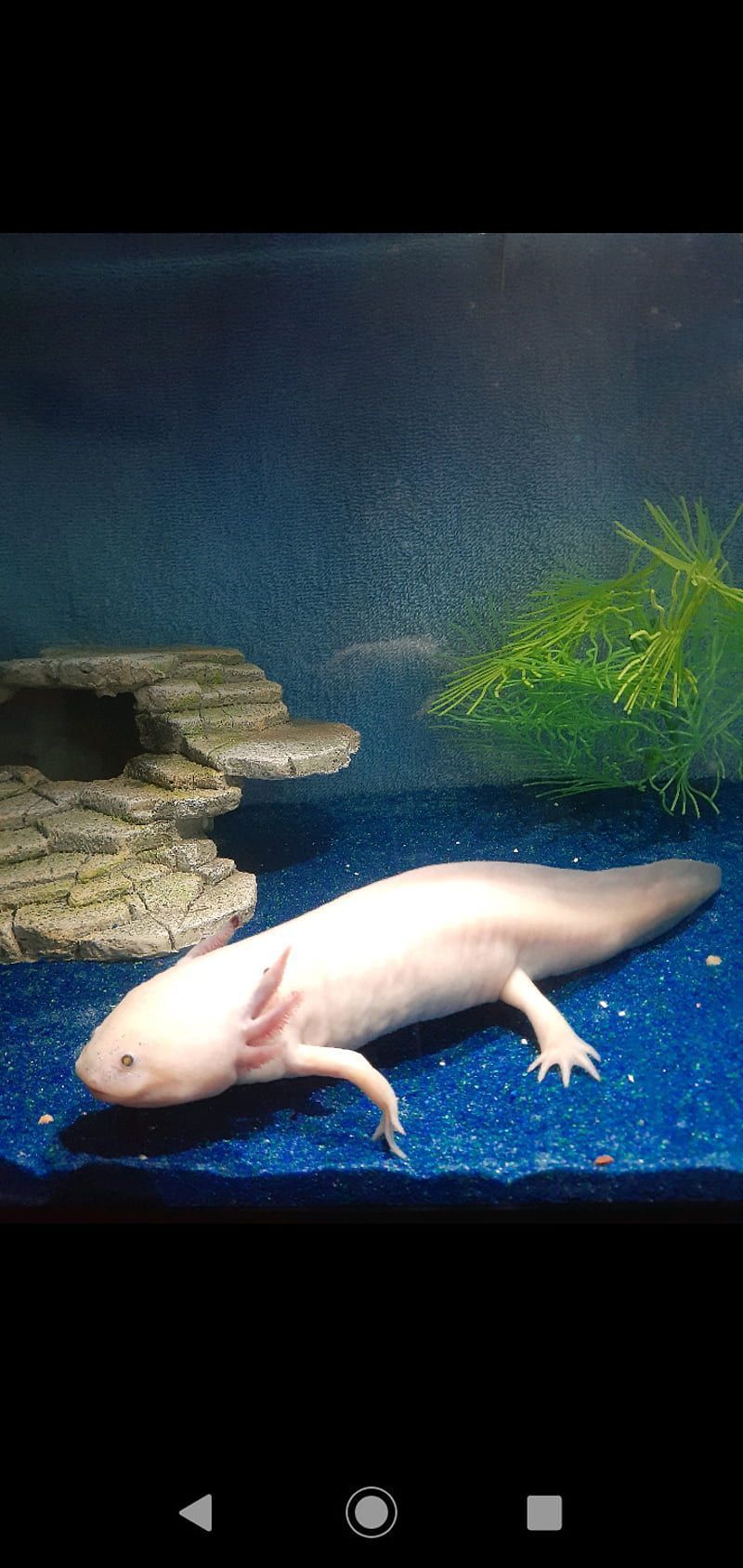 An axolotl swimming in a fish tank - Axolotl