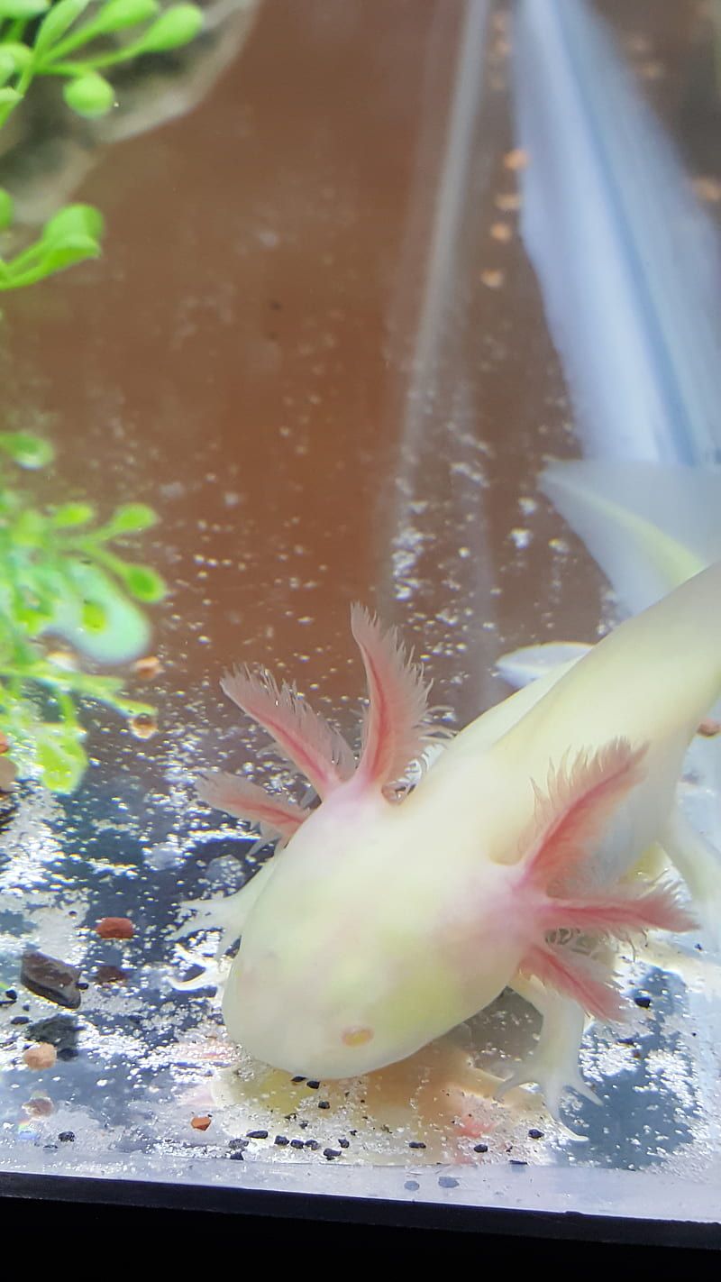 A fish is swimming in the water - Axolotl