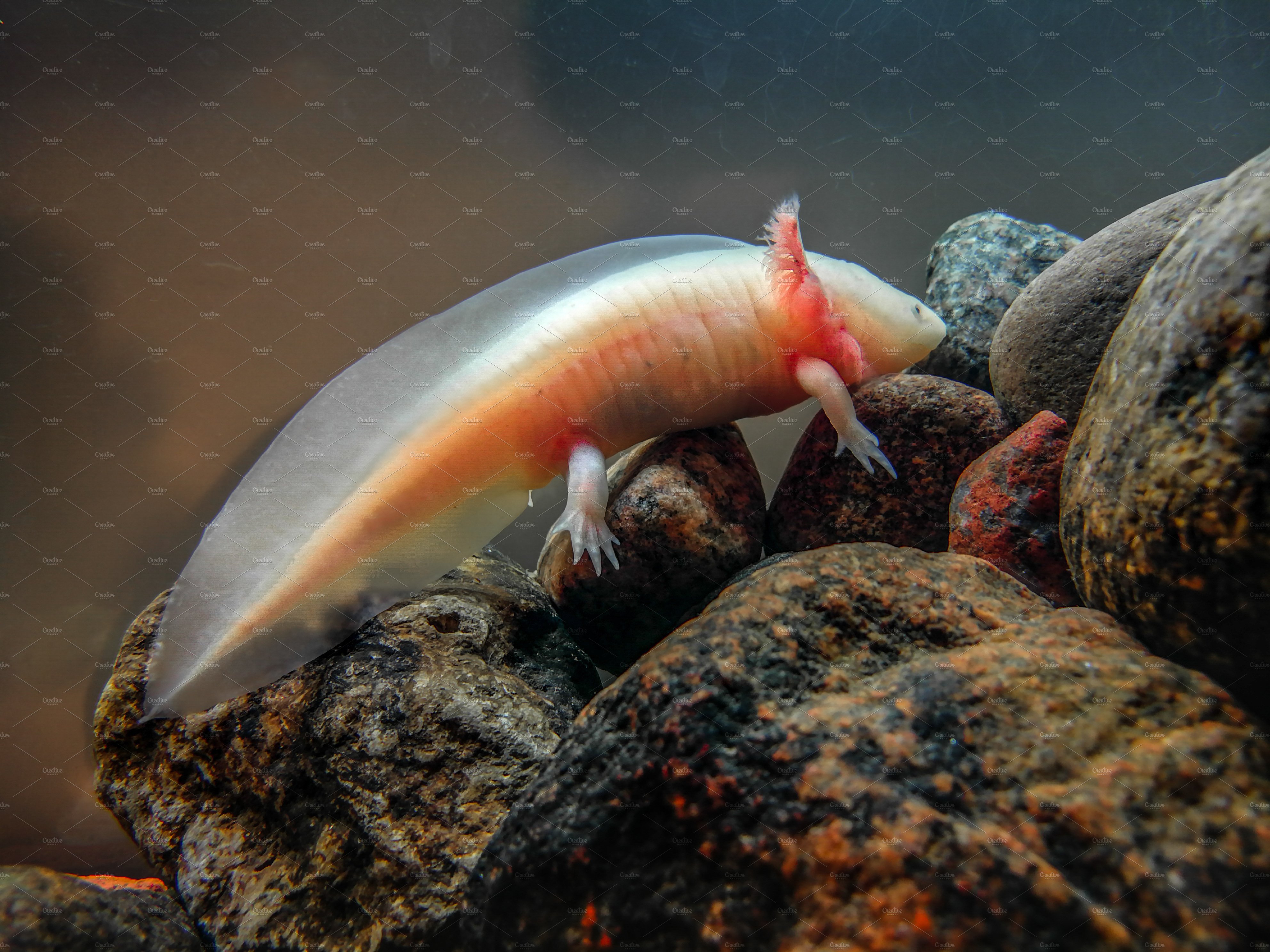 Adorable axolotl is exotic aquarium pet Animal