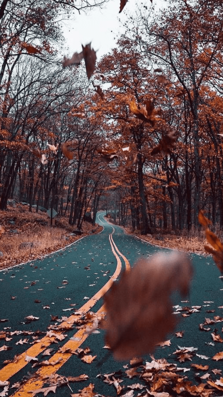A long road surrounded by trees and leaves. - Fall
