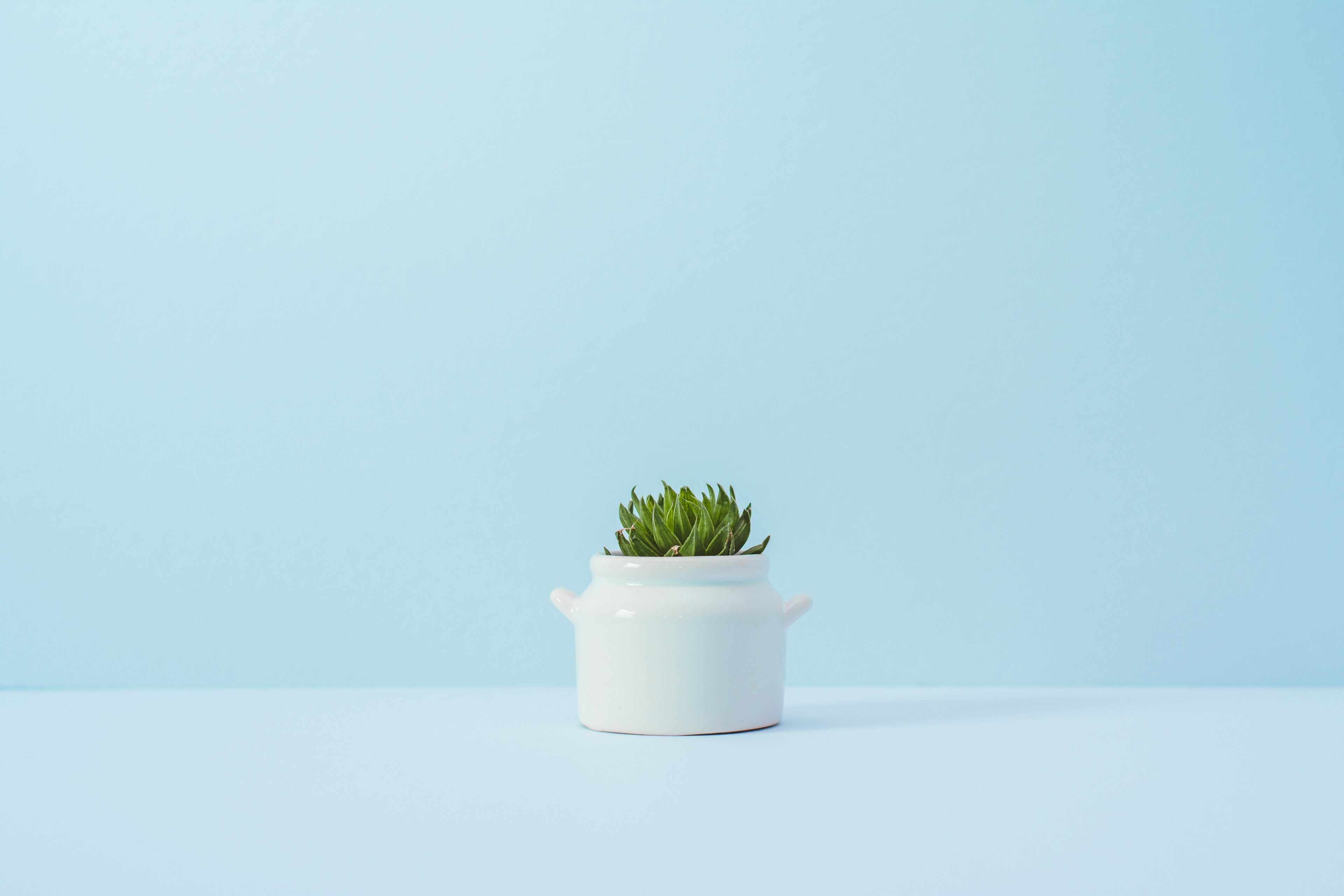 Wallpaper / a succulent in a white ceramic pot against a blue wall, the minimalist 4k wallpaper free download