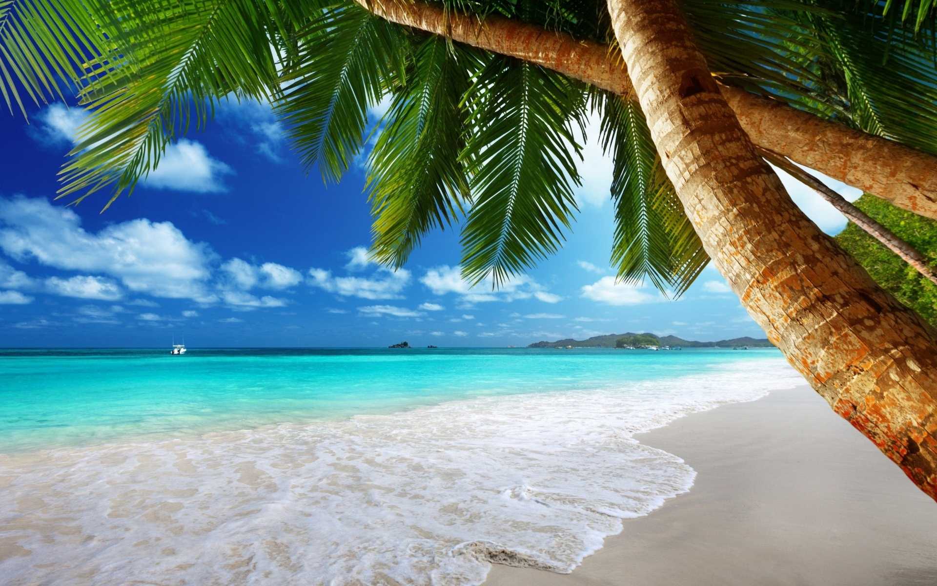 A tropical beach with palm trees, white sand, and crystal clear water. - Beach