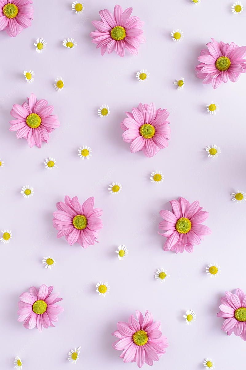 Pink flowers, white background, phone wallpaper, spring,雏菊 - Flower, summer