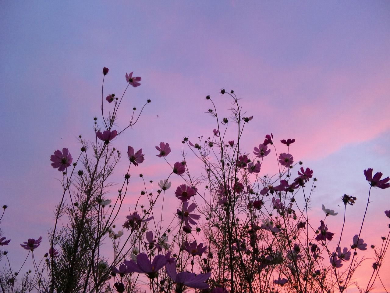 A field of purple flowers with a pink and purple sky in the background - Flower