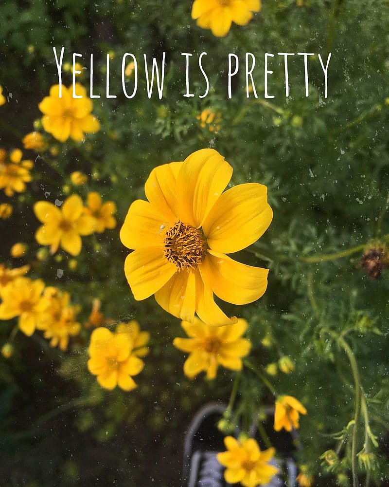 A yellow flower in the grass with text that says, 'yellow is pretty' - Flower, plants