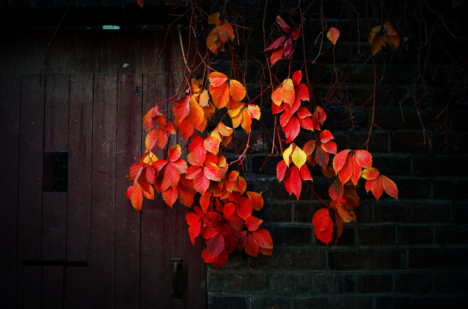 Red leaves on a vine in front of a brick wall. - Flower, light red