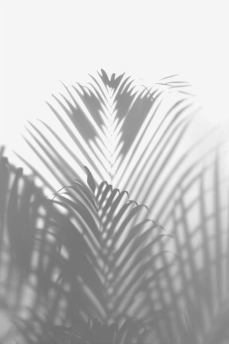 A shadow of palm leaves on the wall - White
