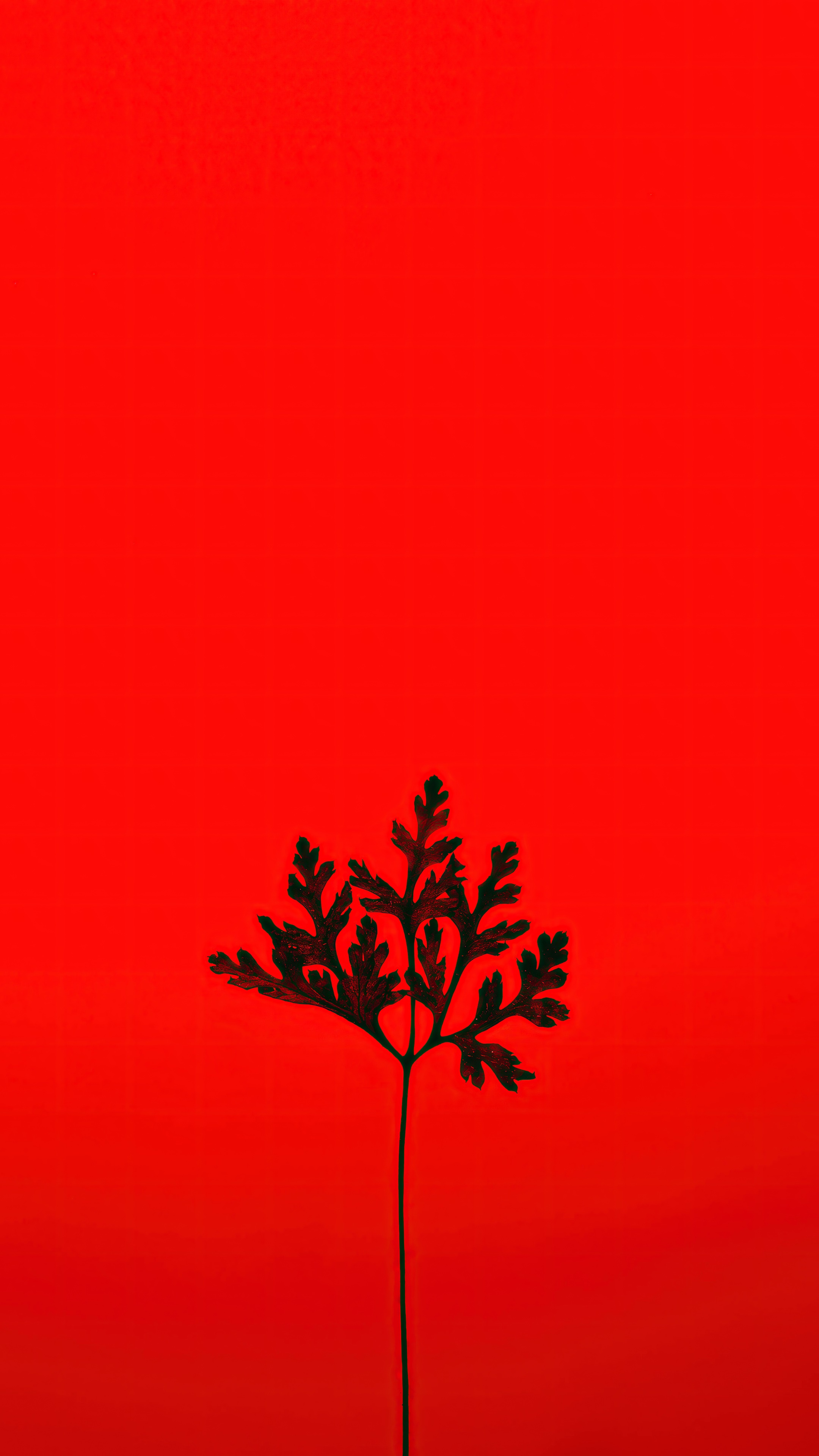 A single sprig of greenery against a bright red background - Red