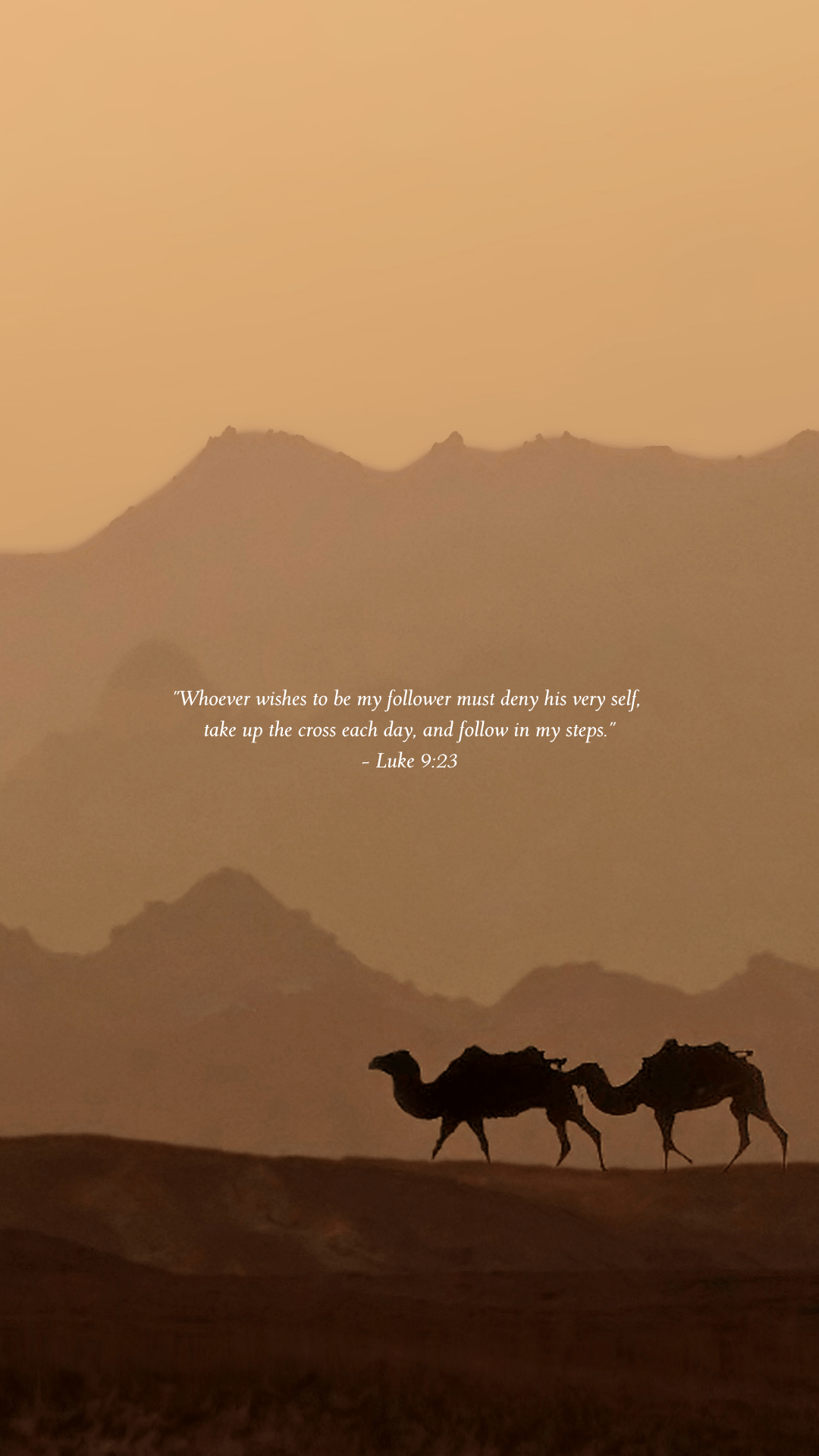 A couple of camels walking in the desert - Bible