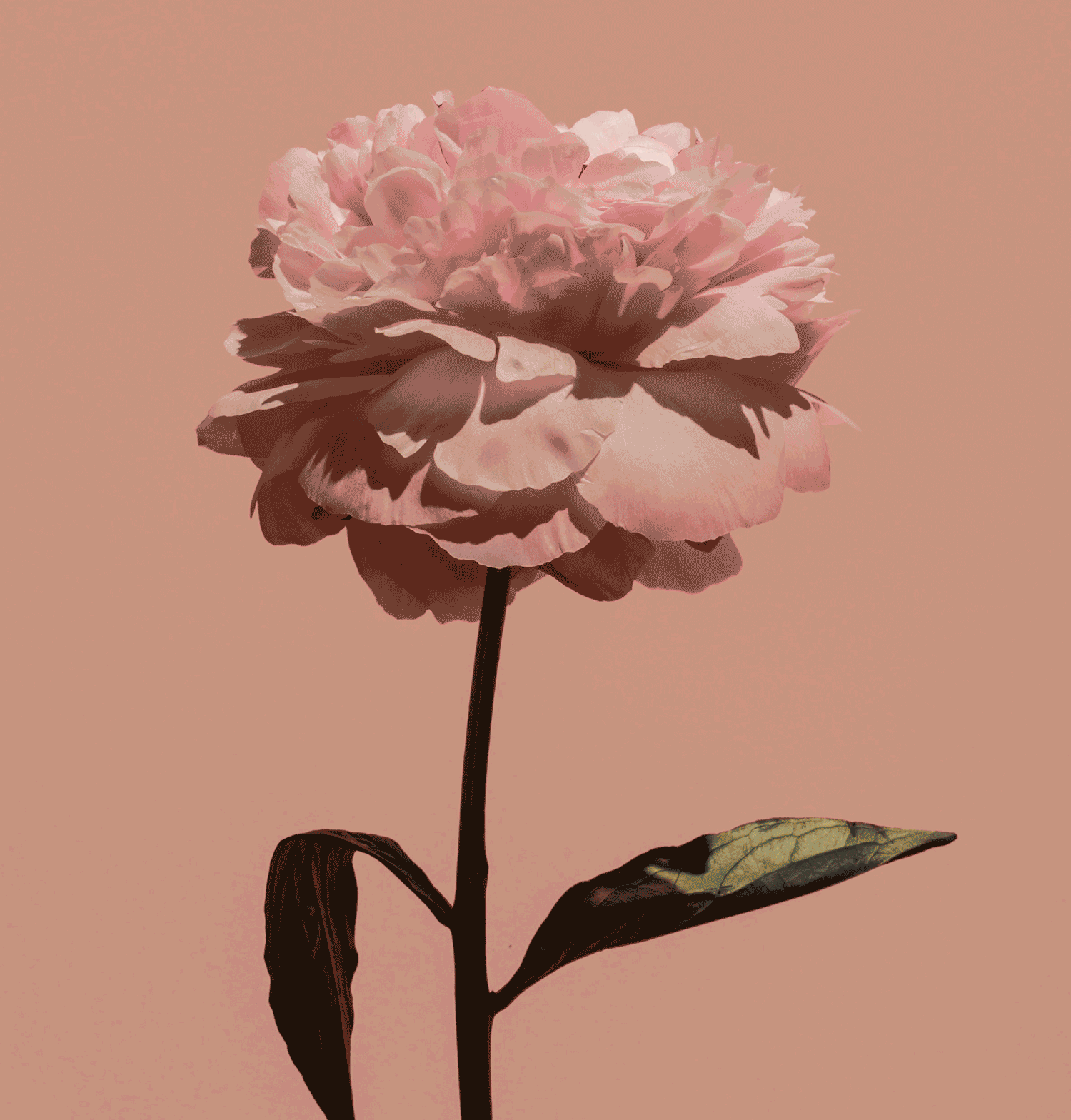 A pink flower with green leaves on it - Rose gold