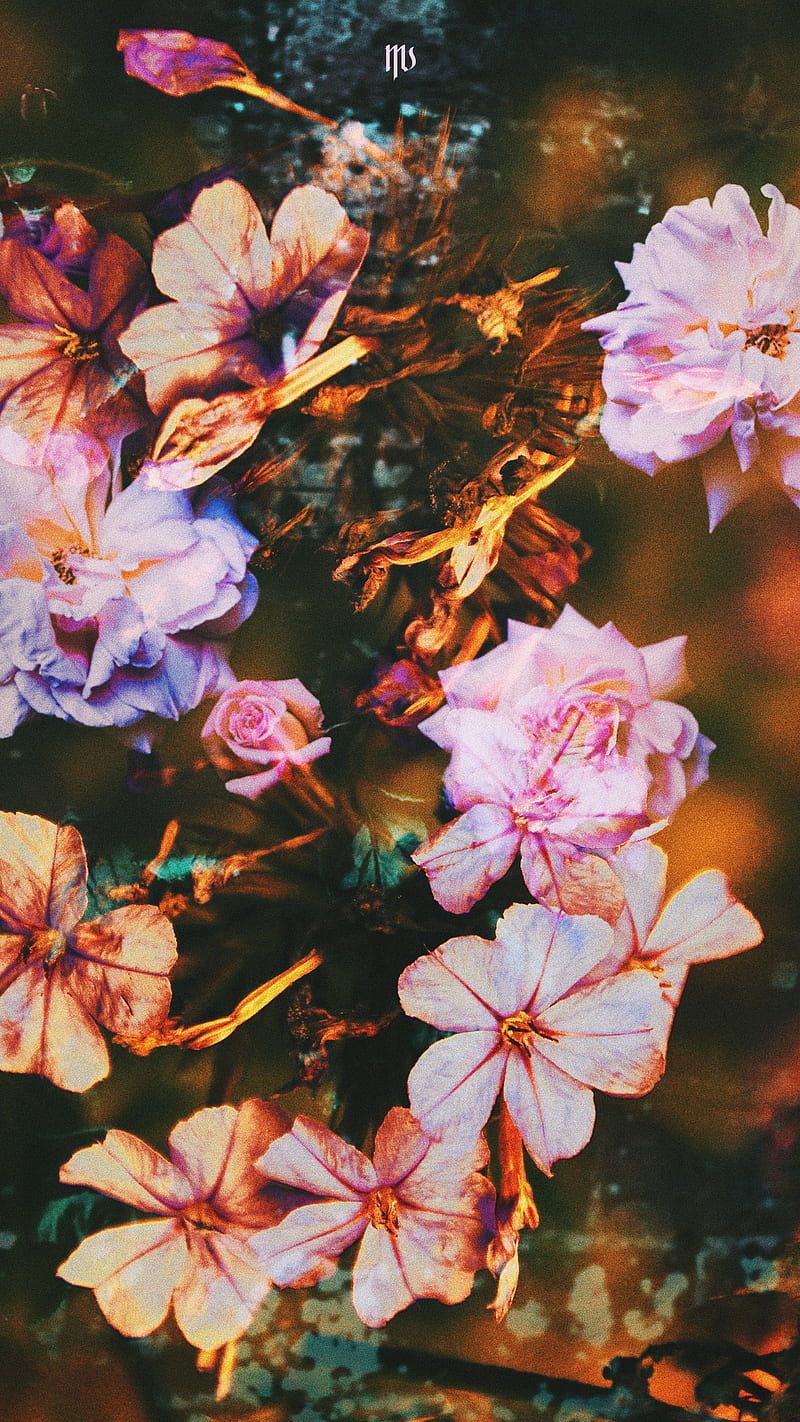 Bloom Mikel, aesthetic, beauty, chill, dark, flower, flowers, glitch, glow, HD phone wallpaper