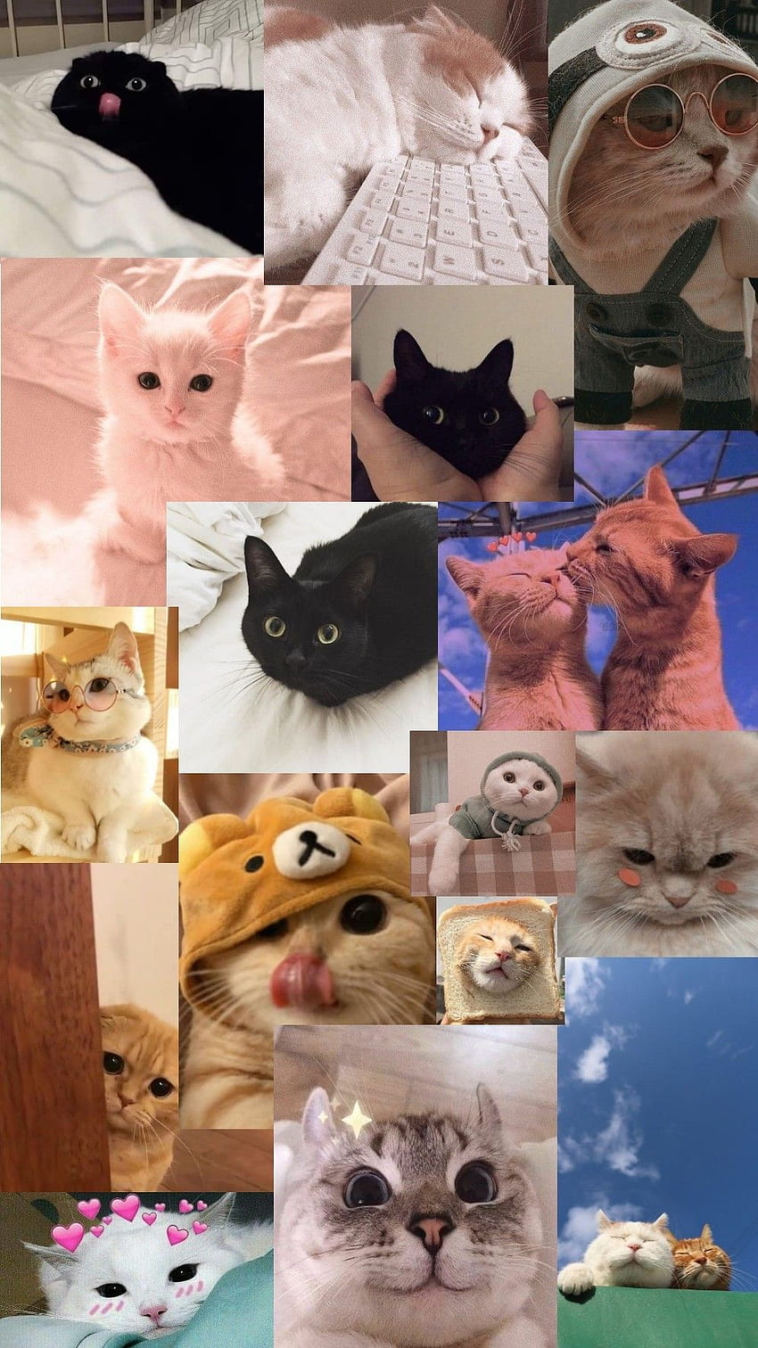 Cute cat aesthetic HD wallpaper