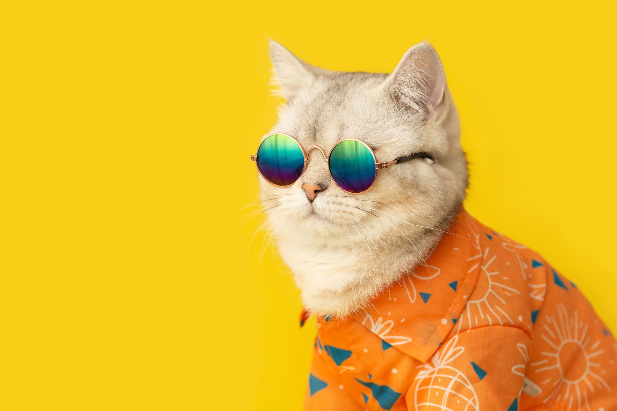 A cat wearing sunglasses and an orange shirt. - Cat