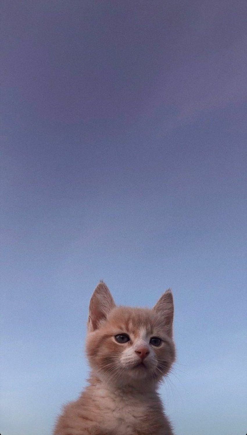 A cat sitting on the ground looking up - Cat