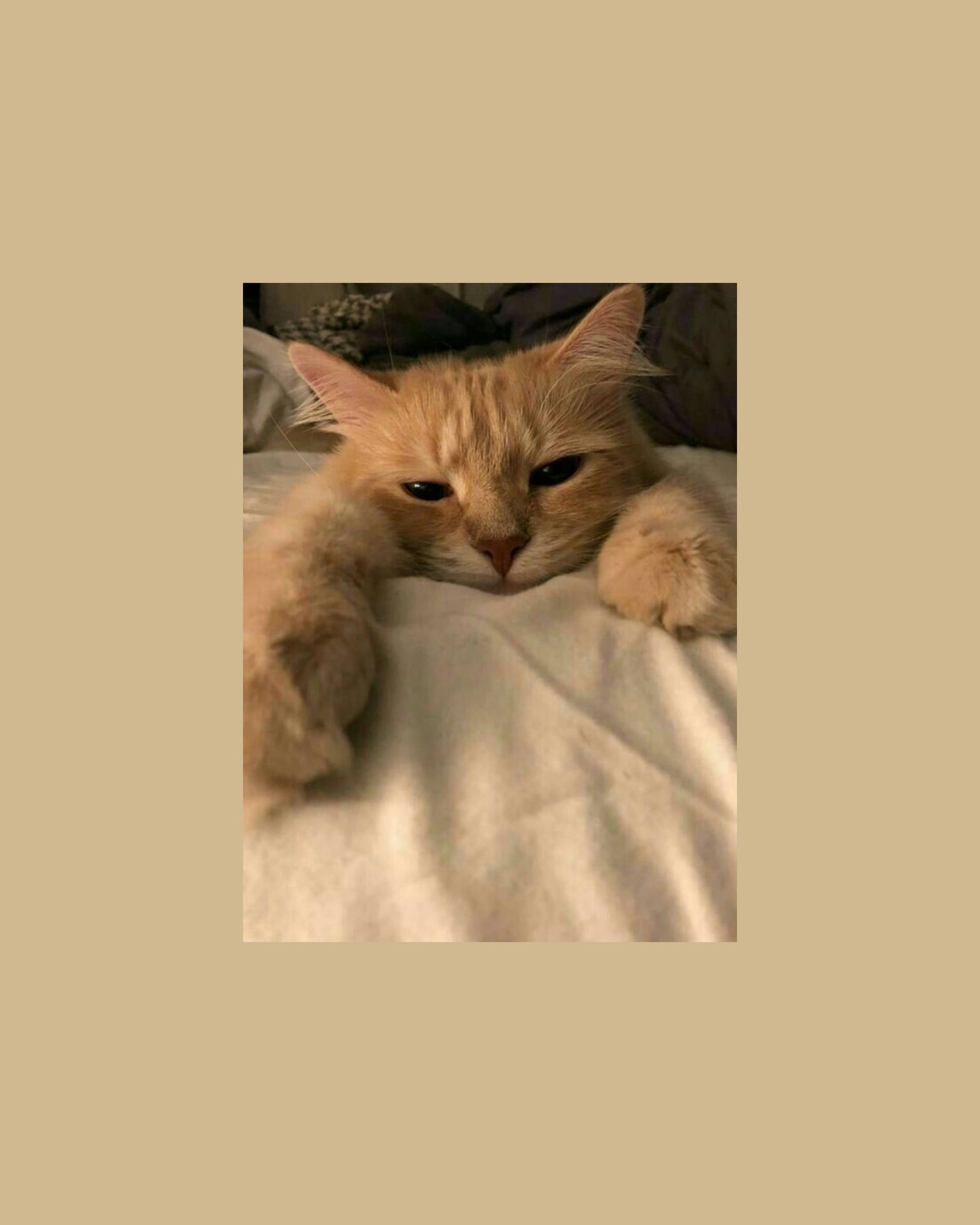 Download Beige Cute Cat Aesthetic Wallpaper