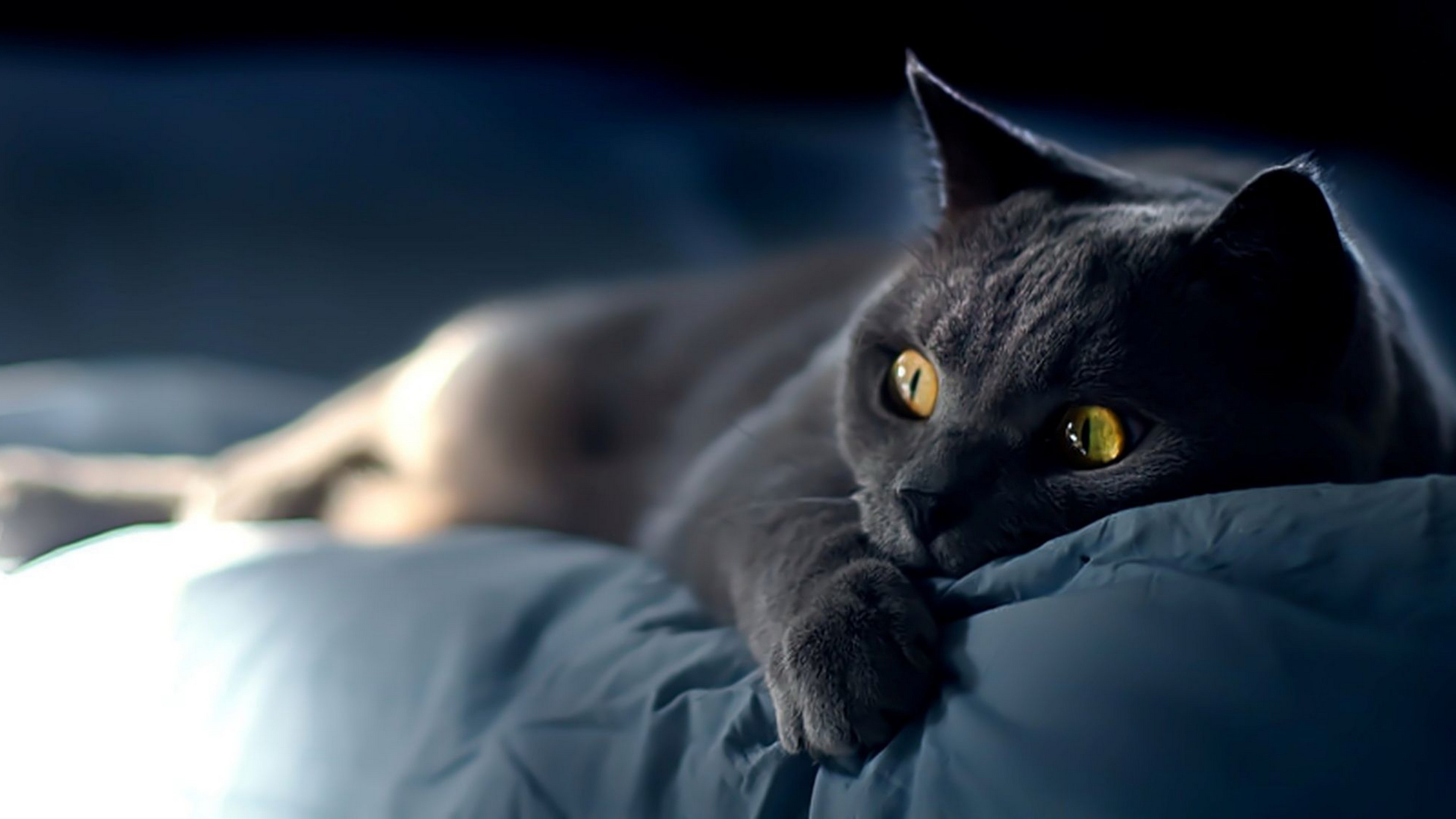 A grey cat with yellow eyes is lying on a bed. - Cat