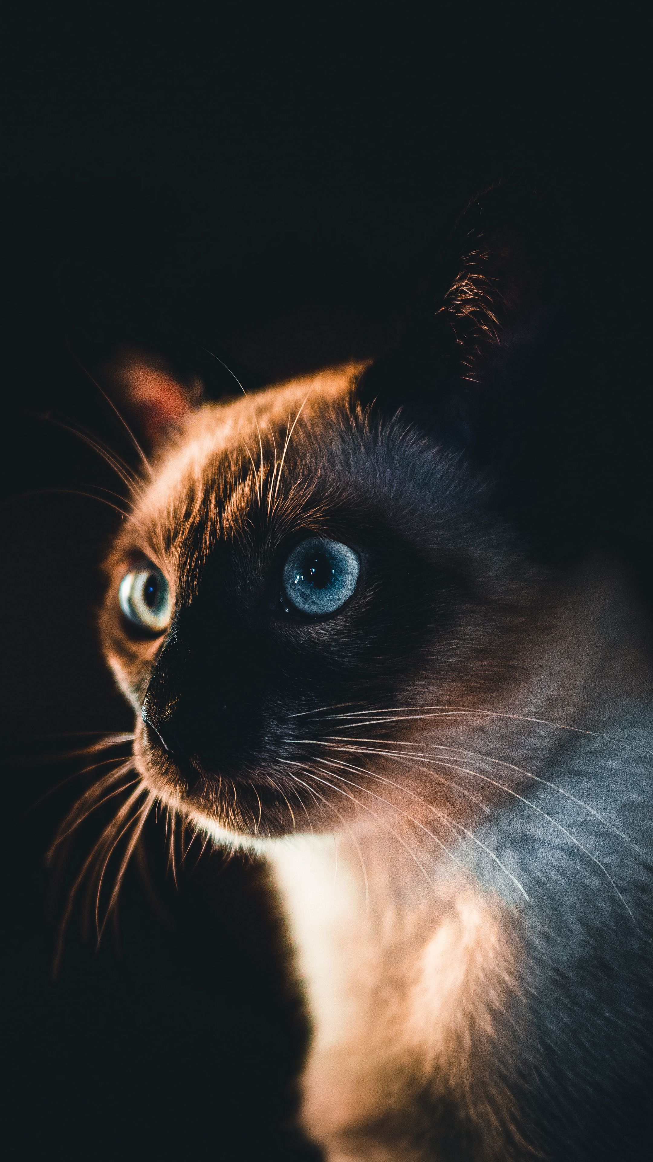 A cat with blue eyes looking into the camera - Cat