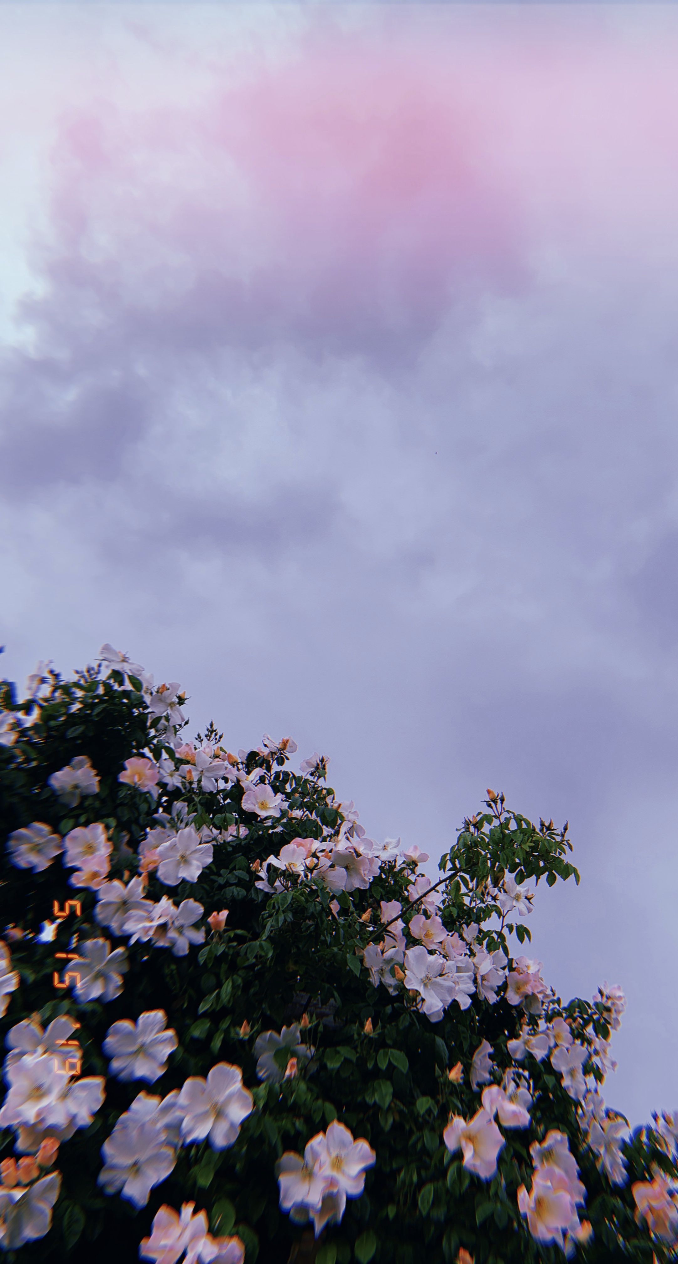 A bush with white flowers under a cloudy sky. - Beautiful, pretty