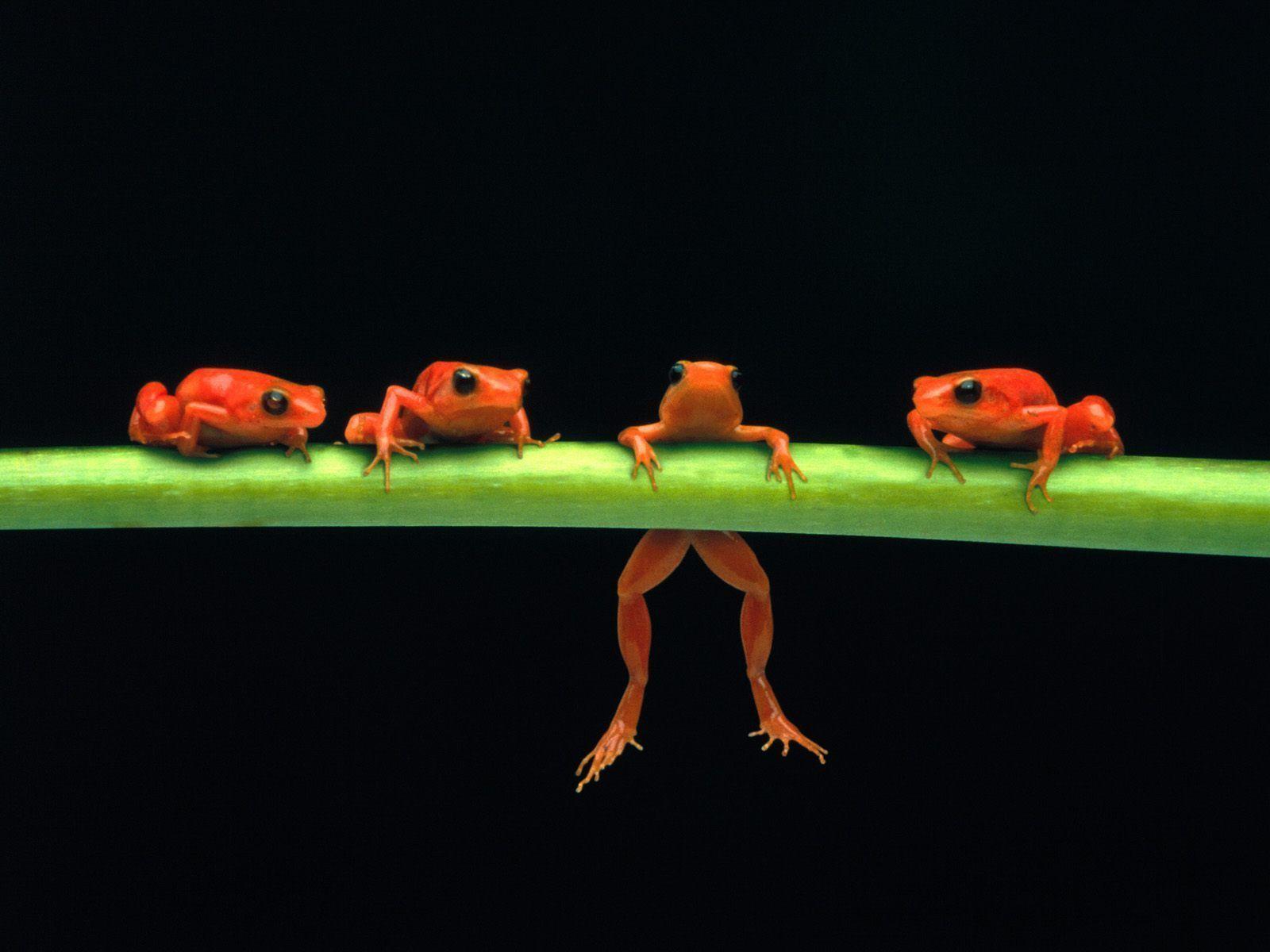 Frog Desktop Wallpaper 4k
