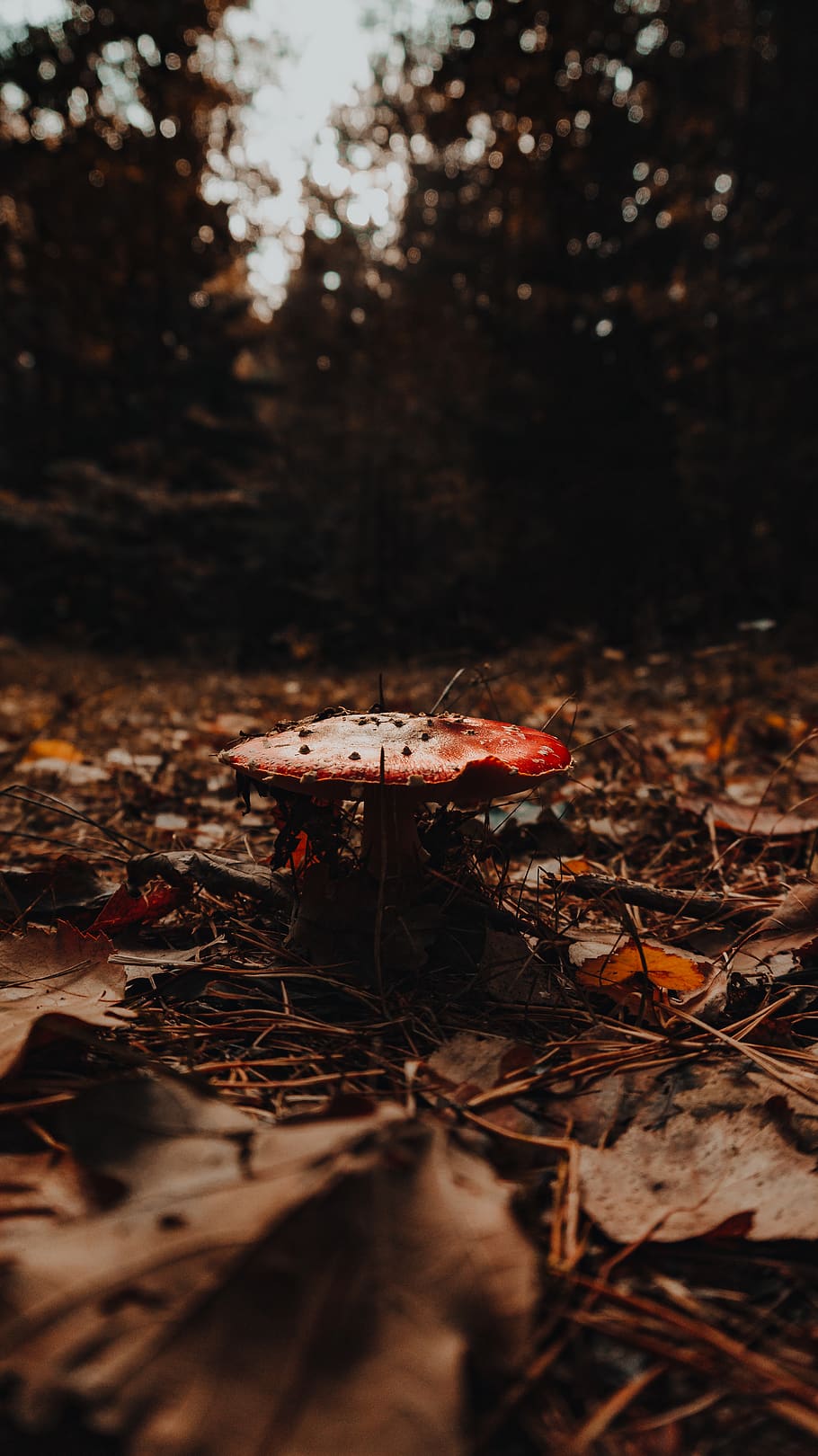 A mushroom sits on the forest floor surrounded by fallen leaves. - Light brown