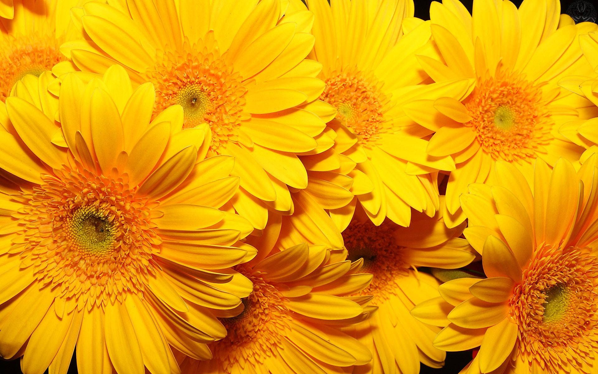 A close up of some yellow flowers - Beautiful
