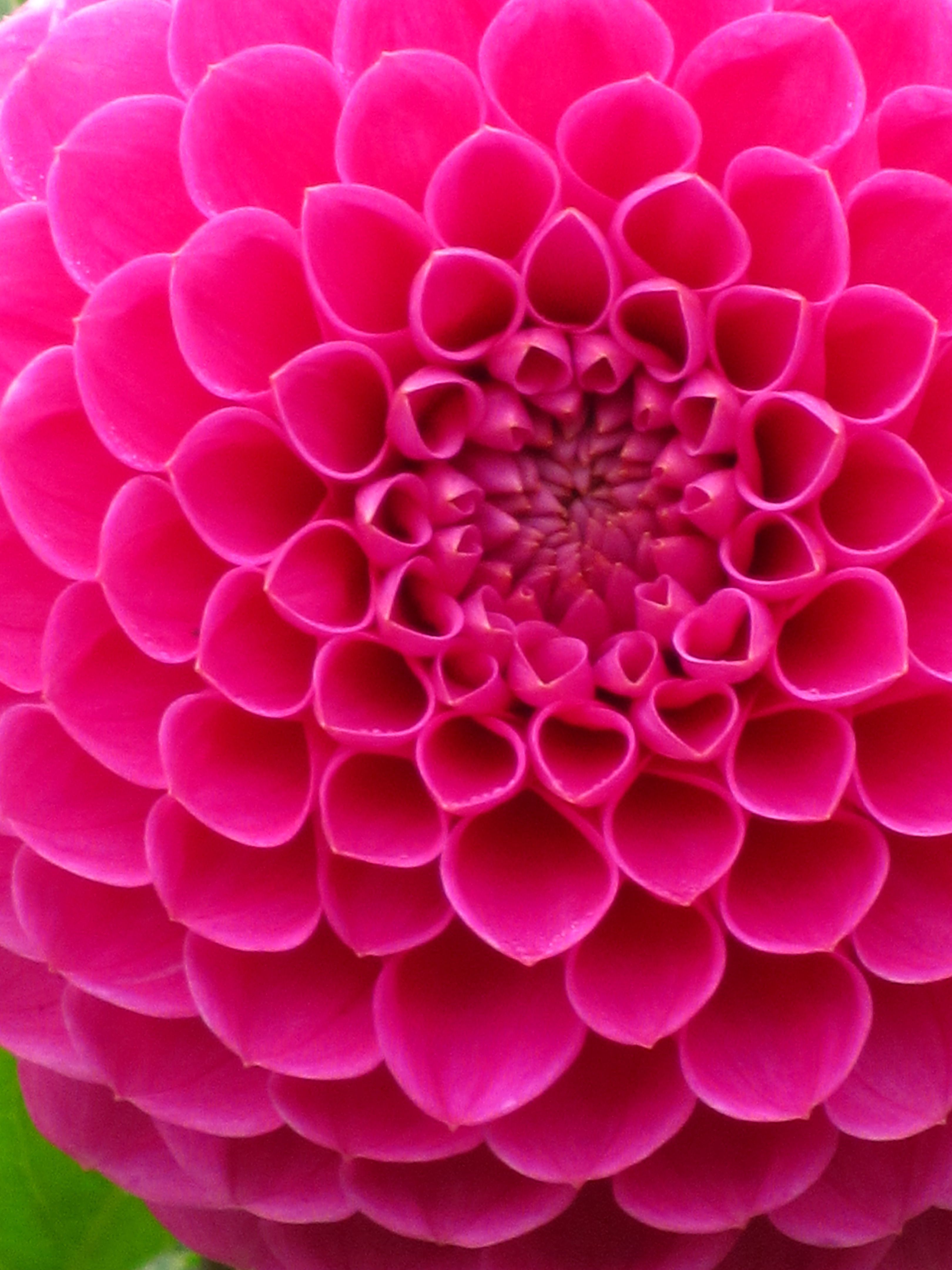 A close up of the center part on this flower - Beautiful
