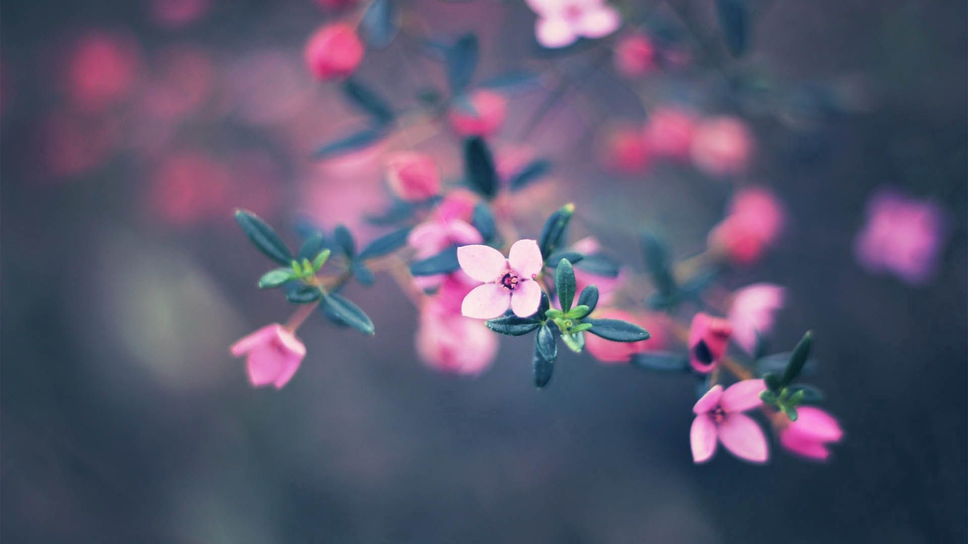 Pink Blossom Bloom Flowers Green Leaves Braches Blur Background HD Macro Wallpaper