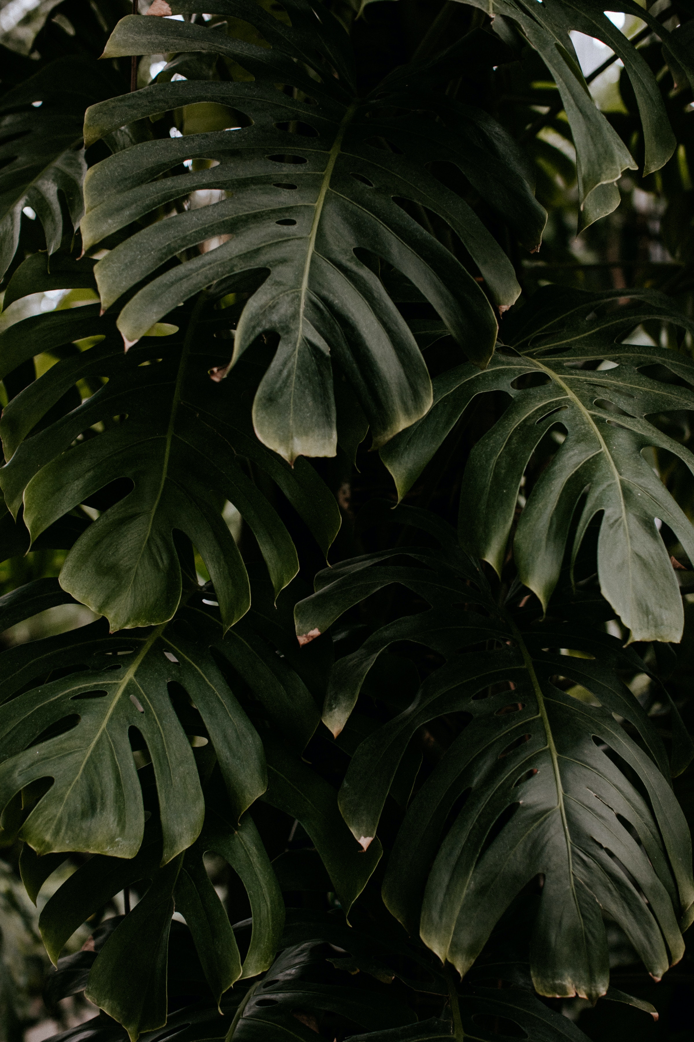 A close up of a monstera plant with large green leaves. - Leaves