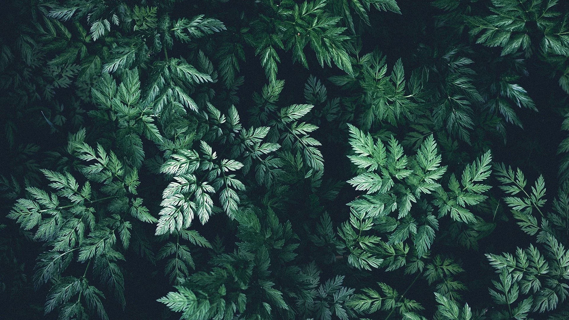 A dark green forest background with leaves. - Dark green, leaves