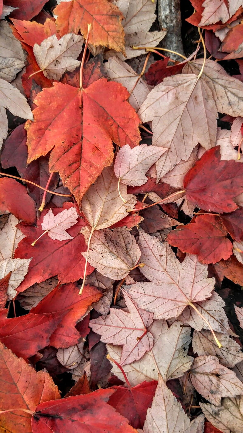 A close up of some red and orange leaves - Leaves