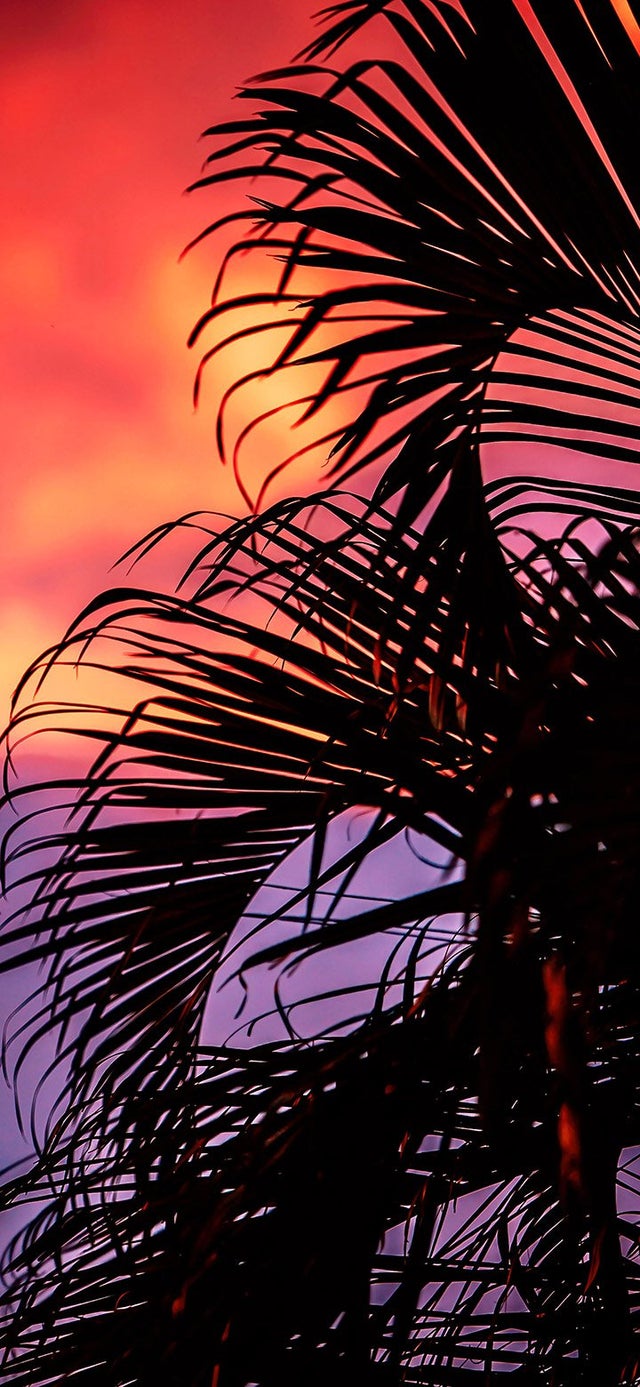 A palm tree is silhouetted against a pink and orange sky. - Vaporwave