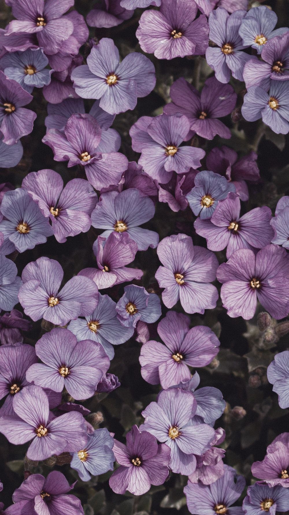 A close up of purple flowers with yellow stamen - Purple, magenta, purple quotes, light purple, pastel purple, violet, cute purple