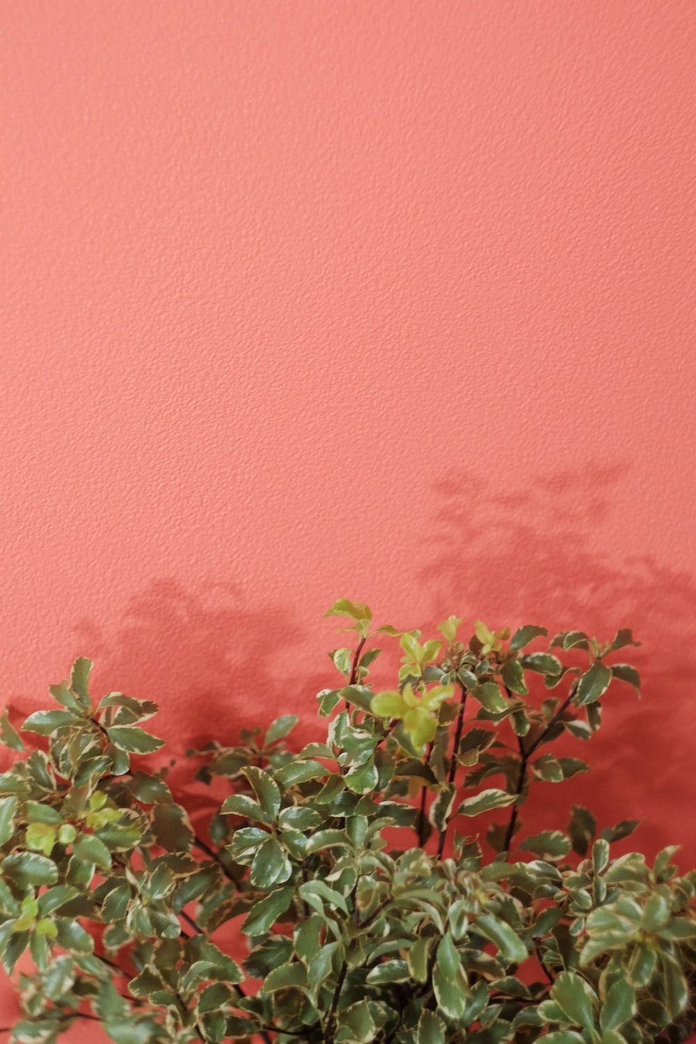 A green plant in front of a red wall - Coral