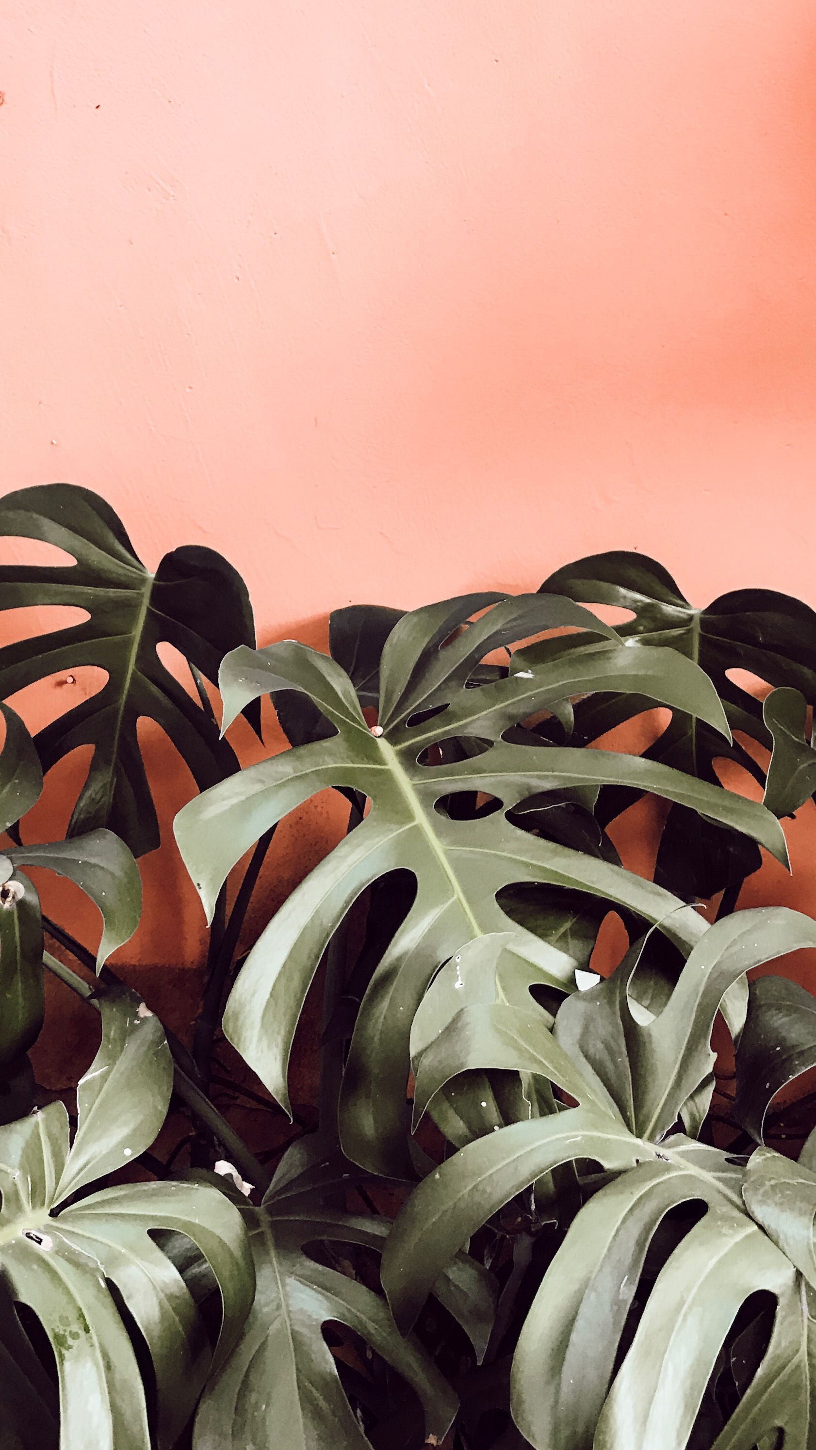 A plant sitting on top of some rocks - Monstera, coral, plants